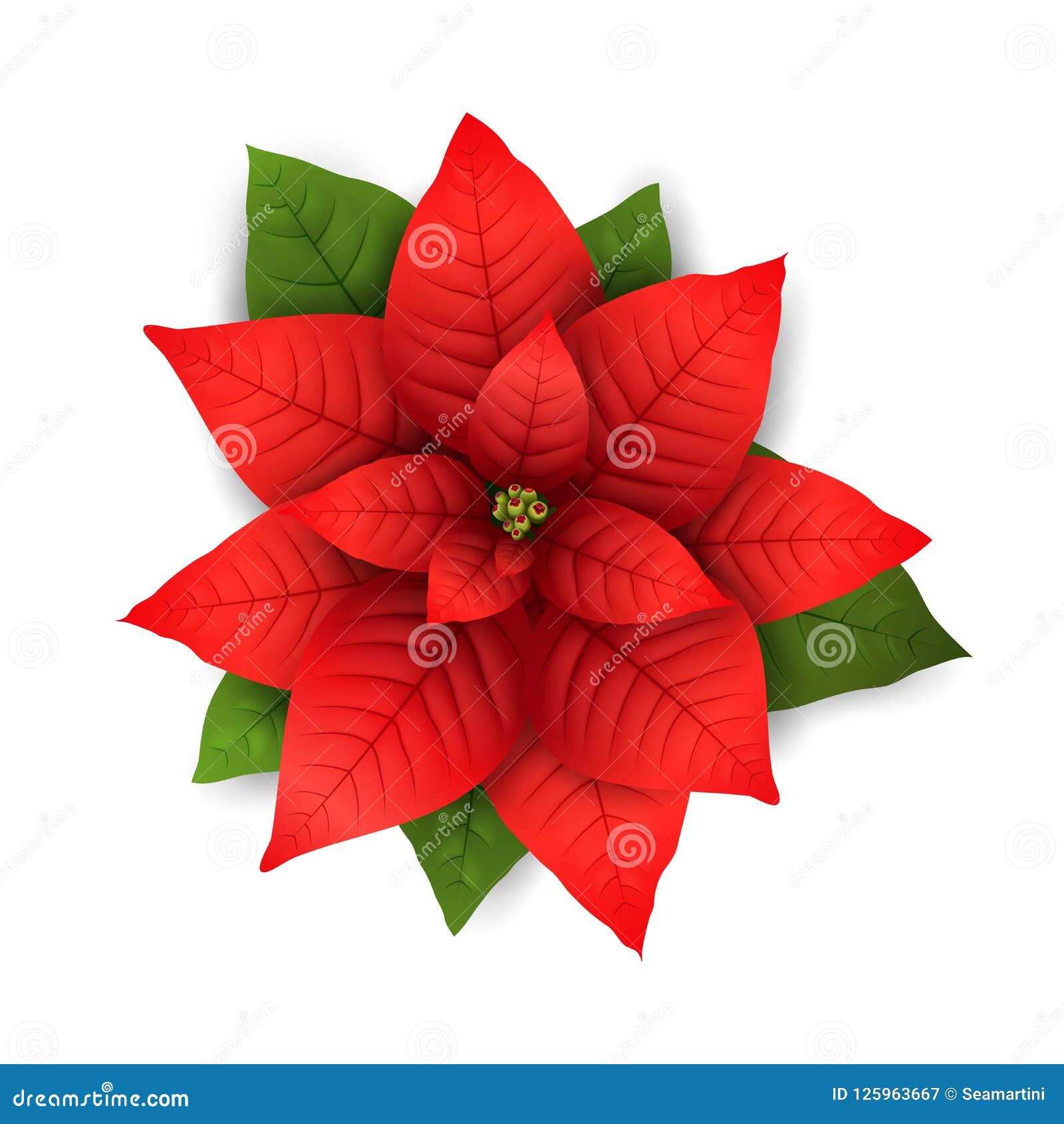 Flor Aislada Vector De La Navidad De La Poinsetia Ilustración del Vector -  Ilustración de planta, flor: 125963667