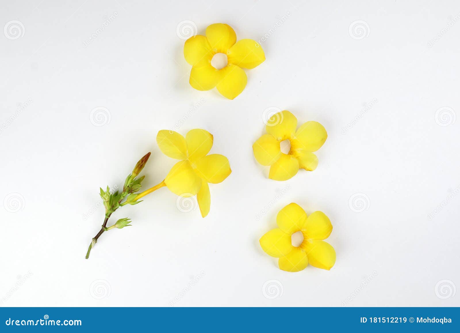 Flor Alamanda Amarela imagem de stock. Imagem de floral - 181512219