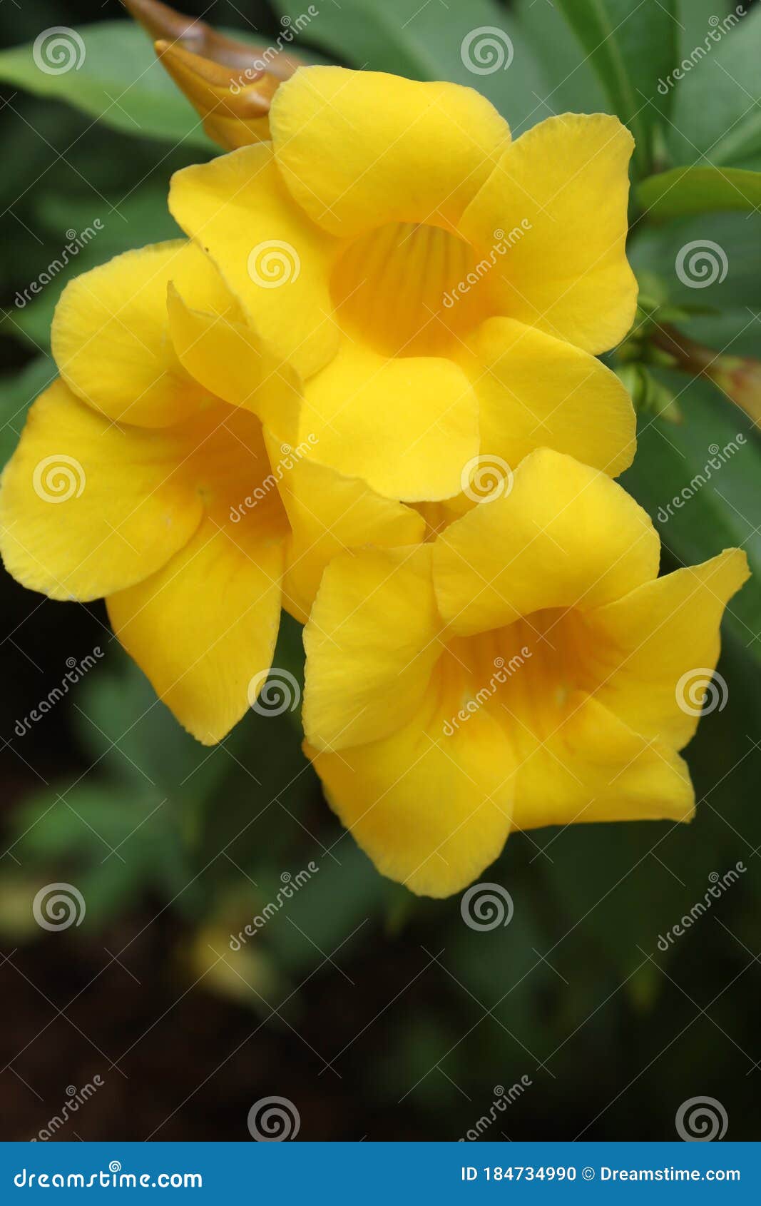 Flor Alamanda De Arbusto Amarillo En Un Jardín Tropical Foto de archivo -  Imagen de pétalos, afuera: 184734990