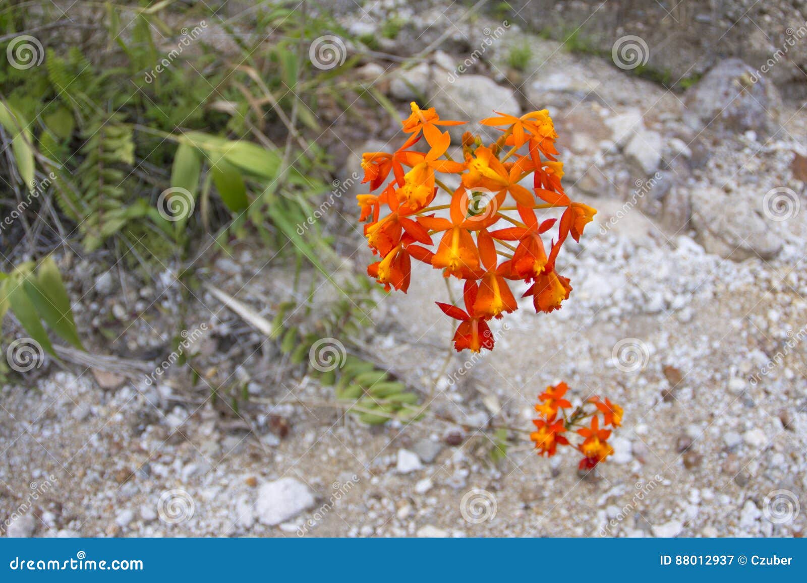 Flor Alaranjada Da Orquídea Do Crucifixo No Habitat Natural Imagem de Stock  - Imagem de alaranjado, planta: 88012937