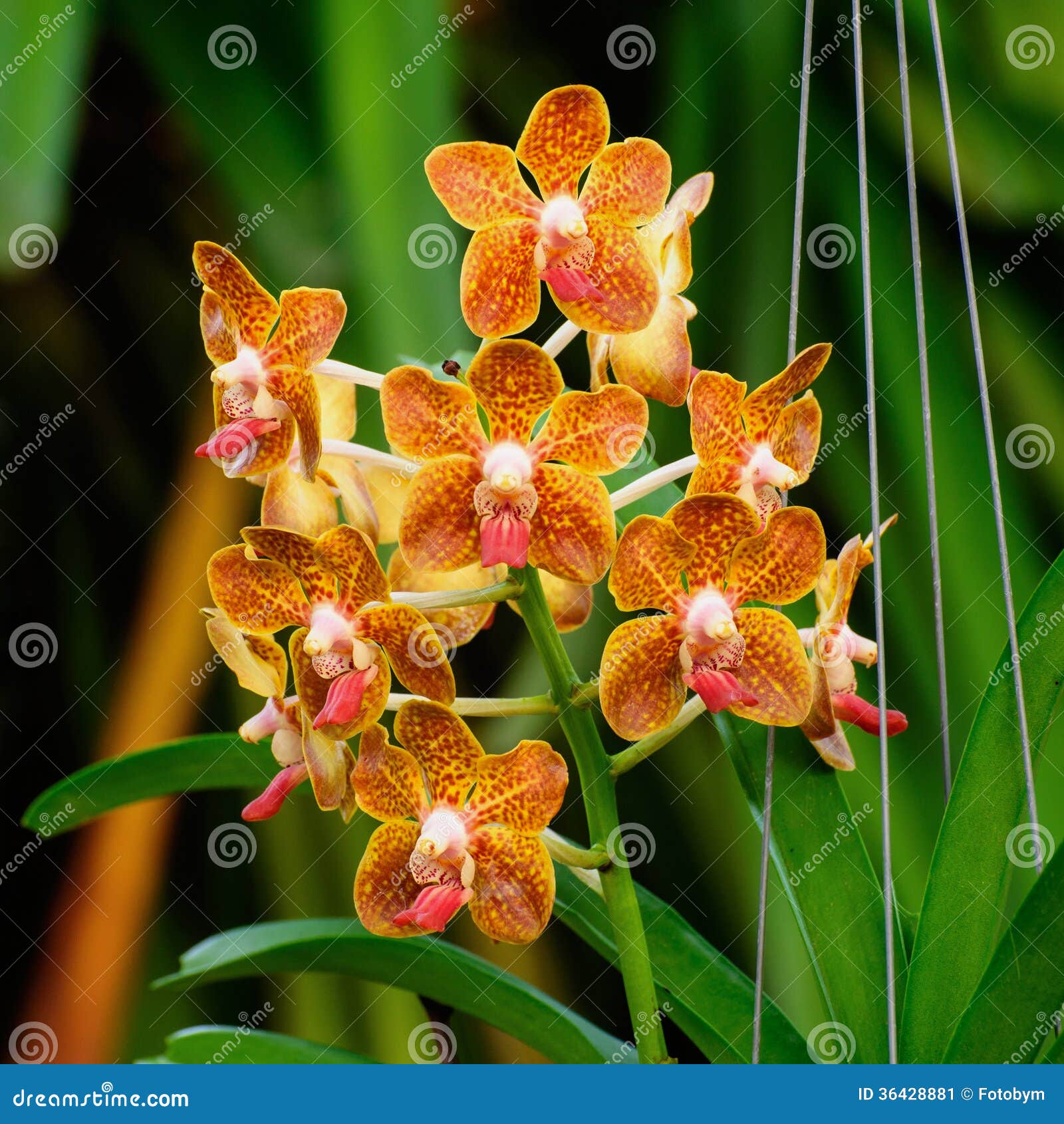 Flor Alaranjada Da Orquídea - Vanda Imagem de Stock - Imagem de planta,  exterior: 36428881