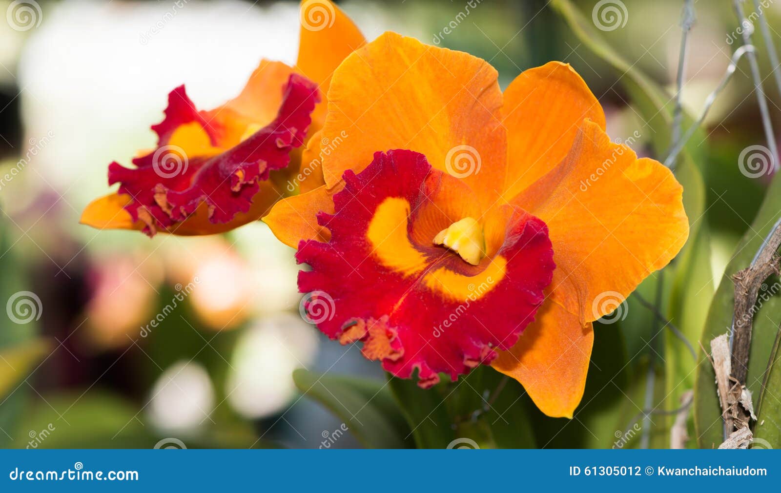 Flor Alaranjada E Vermelha Híbrida Da Orquídea Do Cattleya Foto de Stock -  Imagem de nave, alaranjado: 61305012