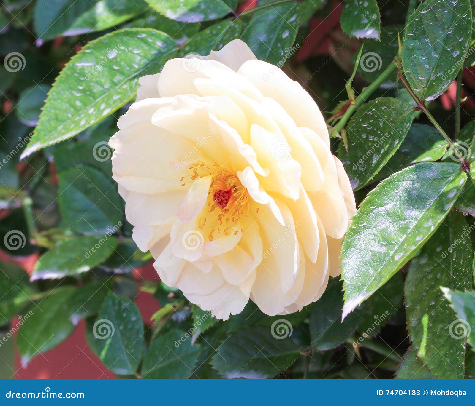 Flor Amarela Branca Da Camélia Imagem de Stock - Imagem de camélia, camélias:  74704183