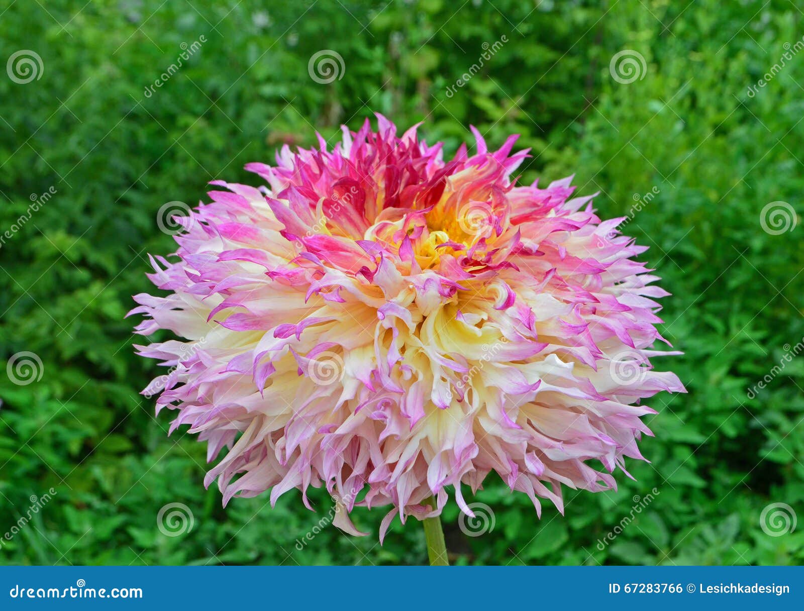 Flor Amarela, Cor-de-rosa E Alaranjada Da Dália No Jardim Foto de Stock -  Imagem de alaranjado, floral: 67283766