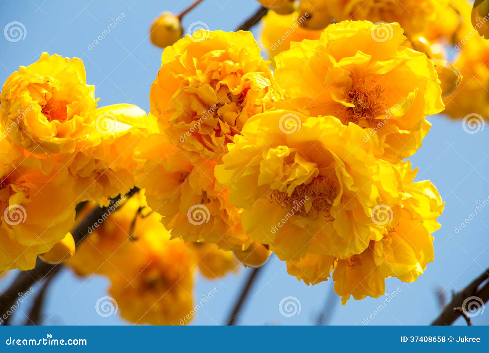 Flor Amarela Da árvore Do Algodão De Seda Foto de Stock - Imagem de  amarelo, bonito: 37408658
