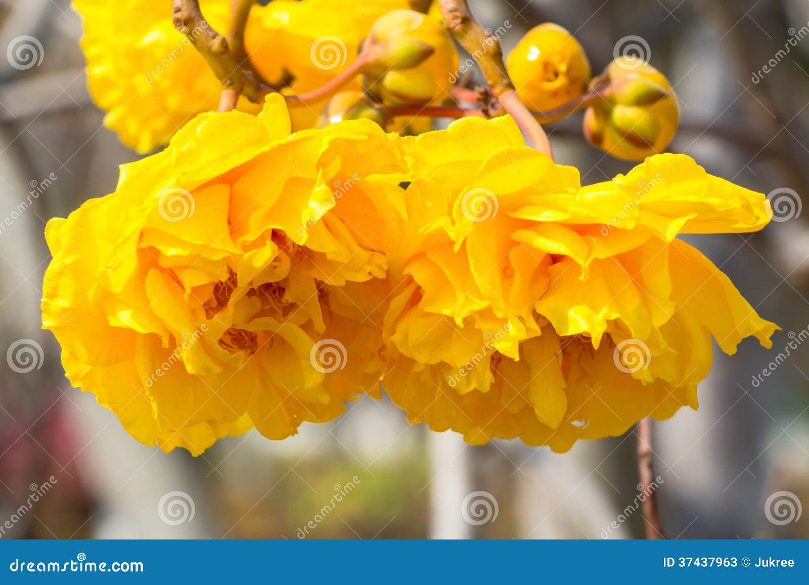 Flor Amarela Da árvore Do Algodão De Seda Imagem de Stock - Imagem de  alston, planta: 37437963