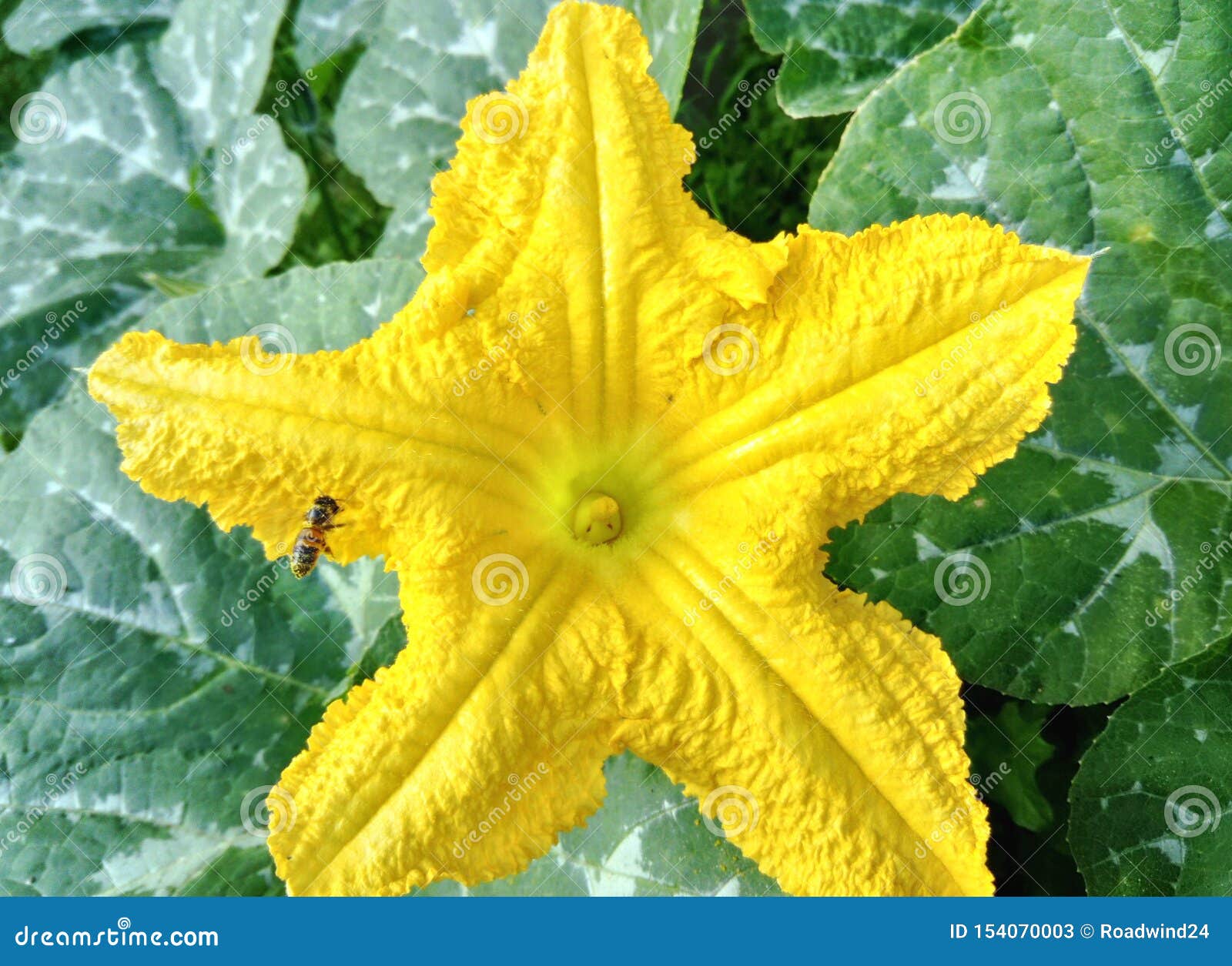 Flor Amarela Da Abóbora Da Estrela Imagem de Stock - Imagem de folha,  sunlight: 154070003