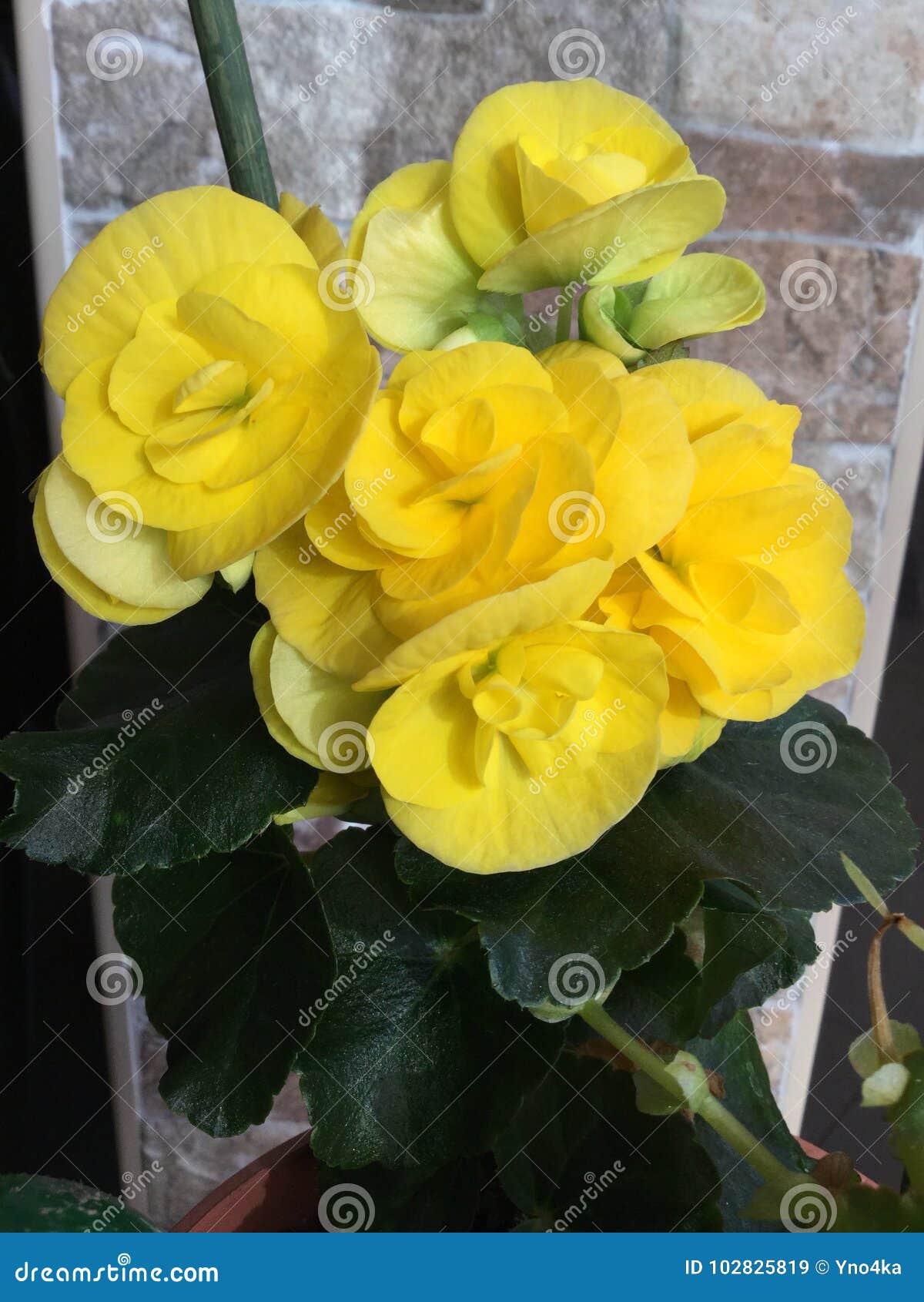 Flor amarela da begônia imagem de stock. Imagem de amarelo - 102825819