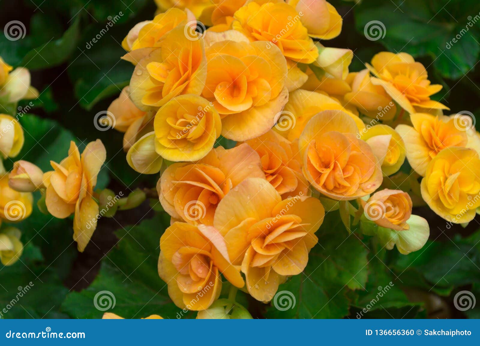 Flor Amarela Da Begônia E Folhas Verdes No Jardim Foto de Stock - Imagem de  fundo, jardim: 136656360