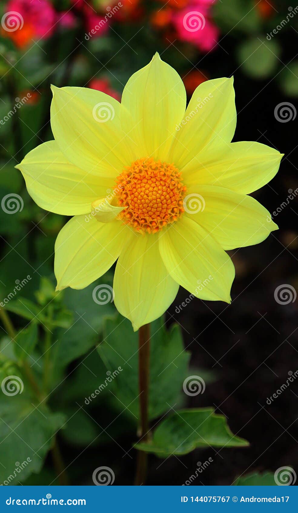 Flor Amarela Da Dália Na Opinião Do Close-up Da Flor Imagem de Stock -  Imagem de isolado, branco: 144075767