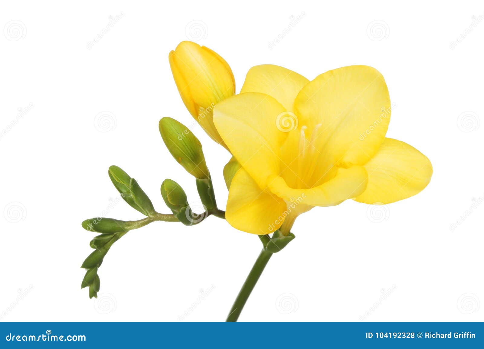 Flor amarela da frésia foto de stock. Imagem de isolado - 104192328