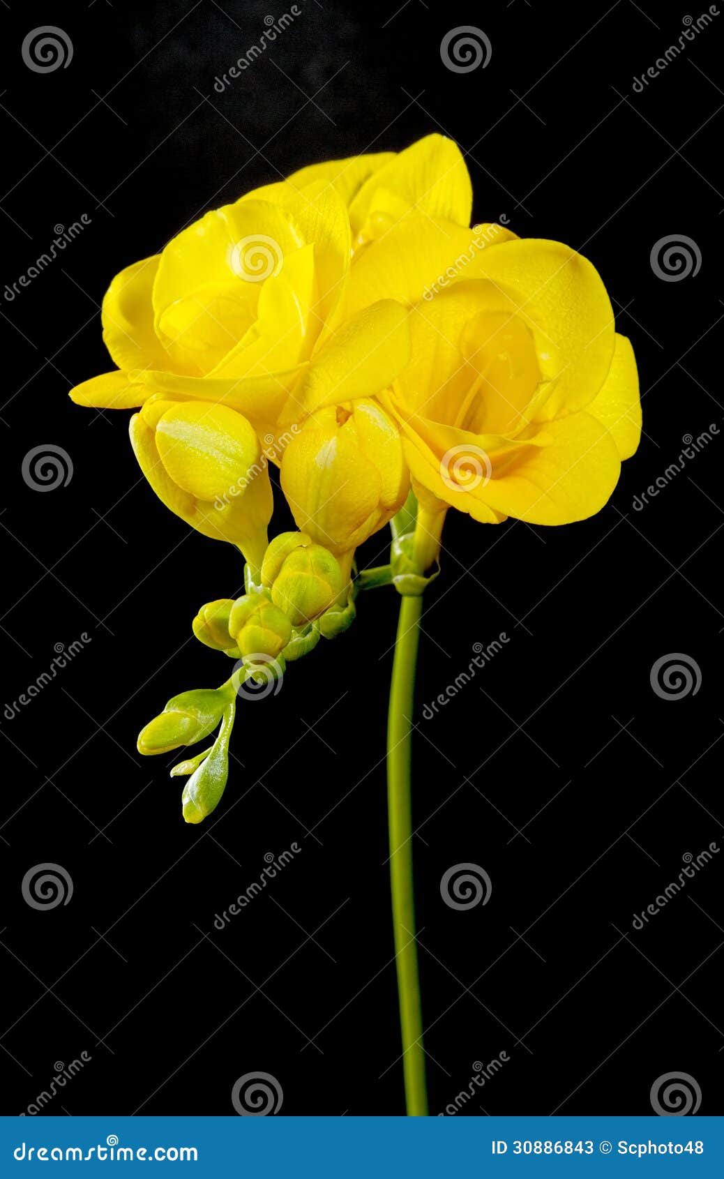 Flor Amarela Da Frésia Em Um Preto Imagem de Stock - Imagem de delicado,  preto: 30886843