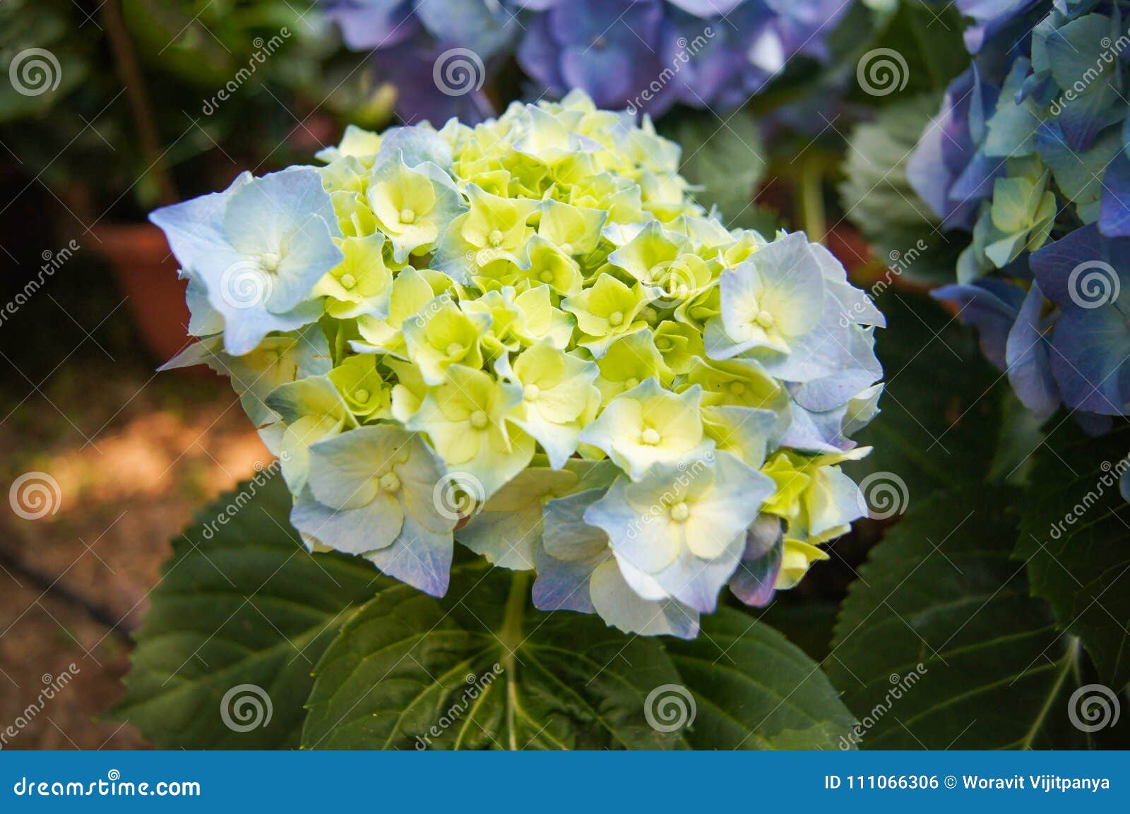 Flor amarela da hortênsia foto de stock. Imagem de jardim - 111066306