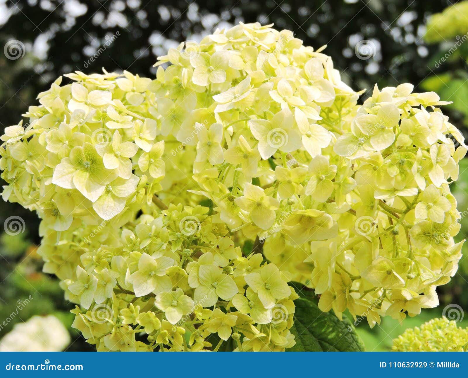 Flor Amarela Da Hortênsia No Jardim Do Verão, Lituânia Imagem de Stock -  Imagem de fundo, vista: 110632929