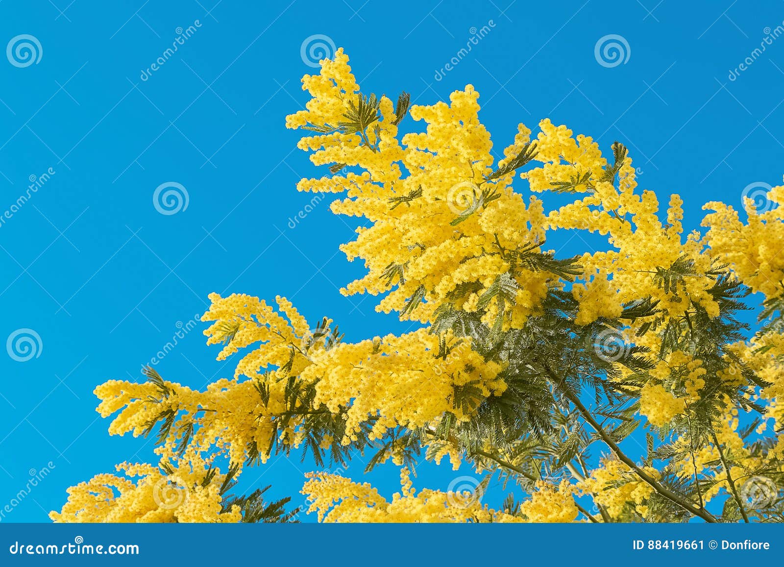Flor Amarela Da Mimosa Com a Folha Na árvore No Céu Azul, Dia Das Mulheres  Do Símbolo Imagem de Stock - Imagem de fundo, igualdade: 88419661