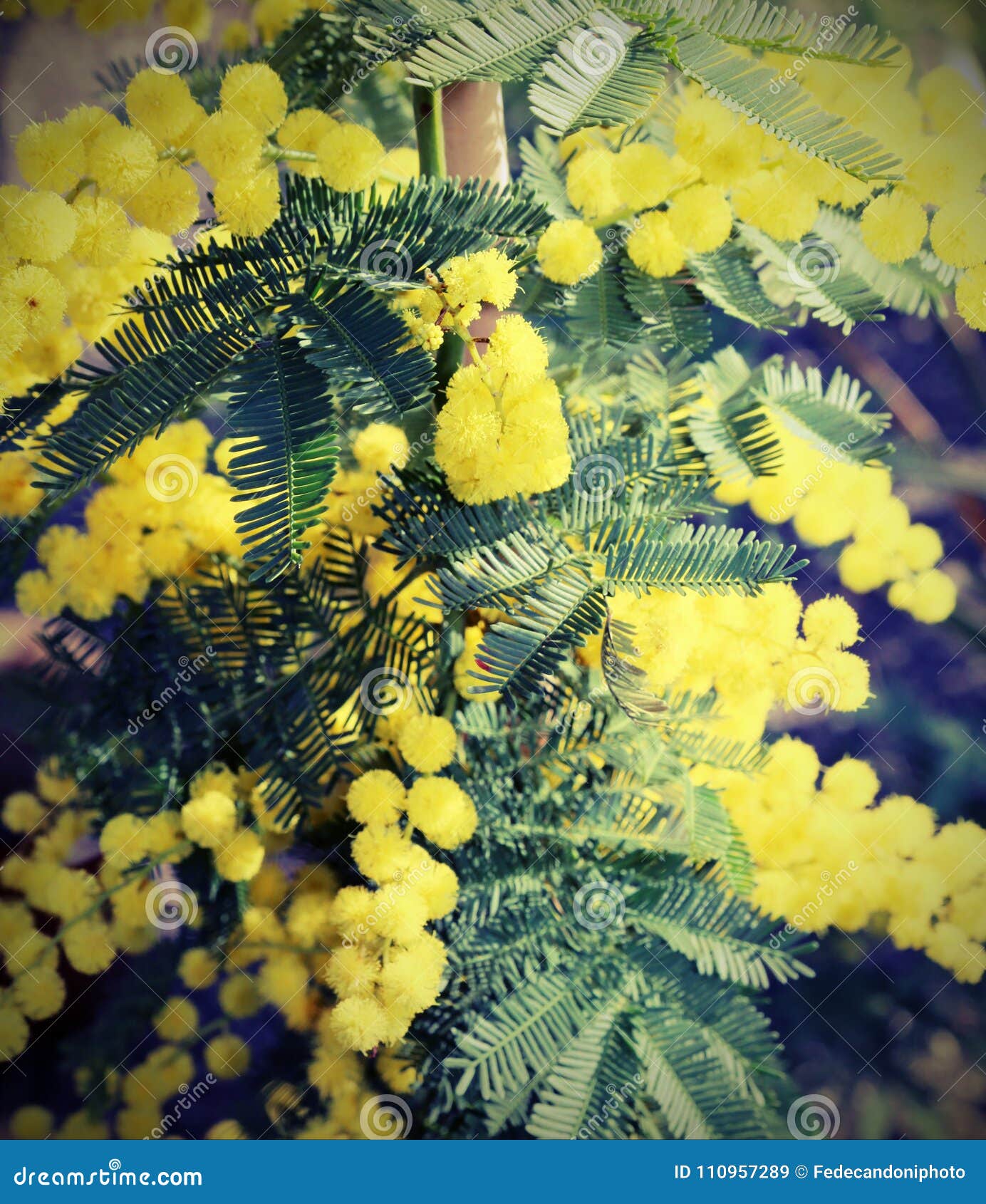 A Flor Amarela Da Mimosa Planta O Símbolo Das Mulheres Internacionais S D  Imagem de Stock - Imagem de beleza, filial: 110957289
