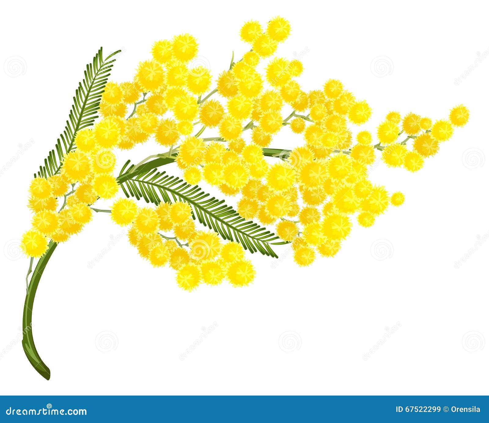 Flor Amarela Da Mimosa Símbolo Da Flor Da Mimosa Do Dia Das Mulheres  Ilustração do Vetor - Ilustração de amarelo, fundo: 67522299