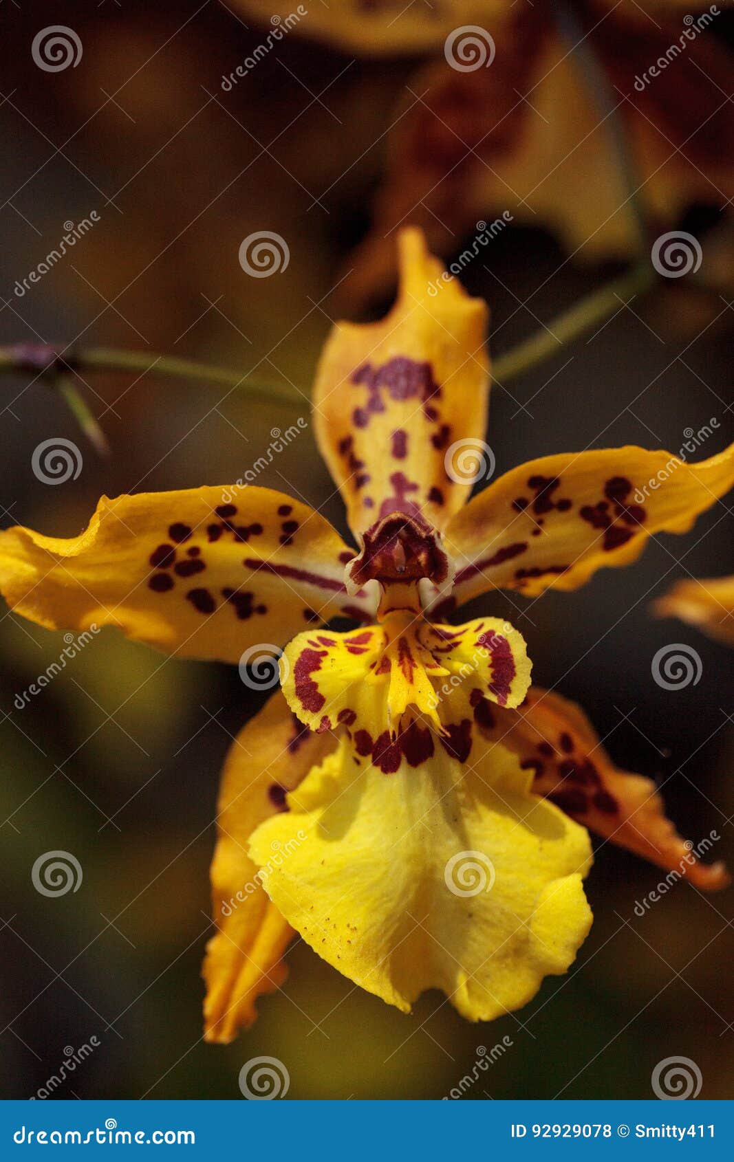 A Flor Amarela Da Orquídea Do Oncidium Floresce Em Um Jardim Botânico Foto  de Stock - Imagem de nave, amarelo: 92929078