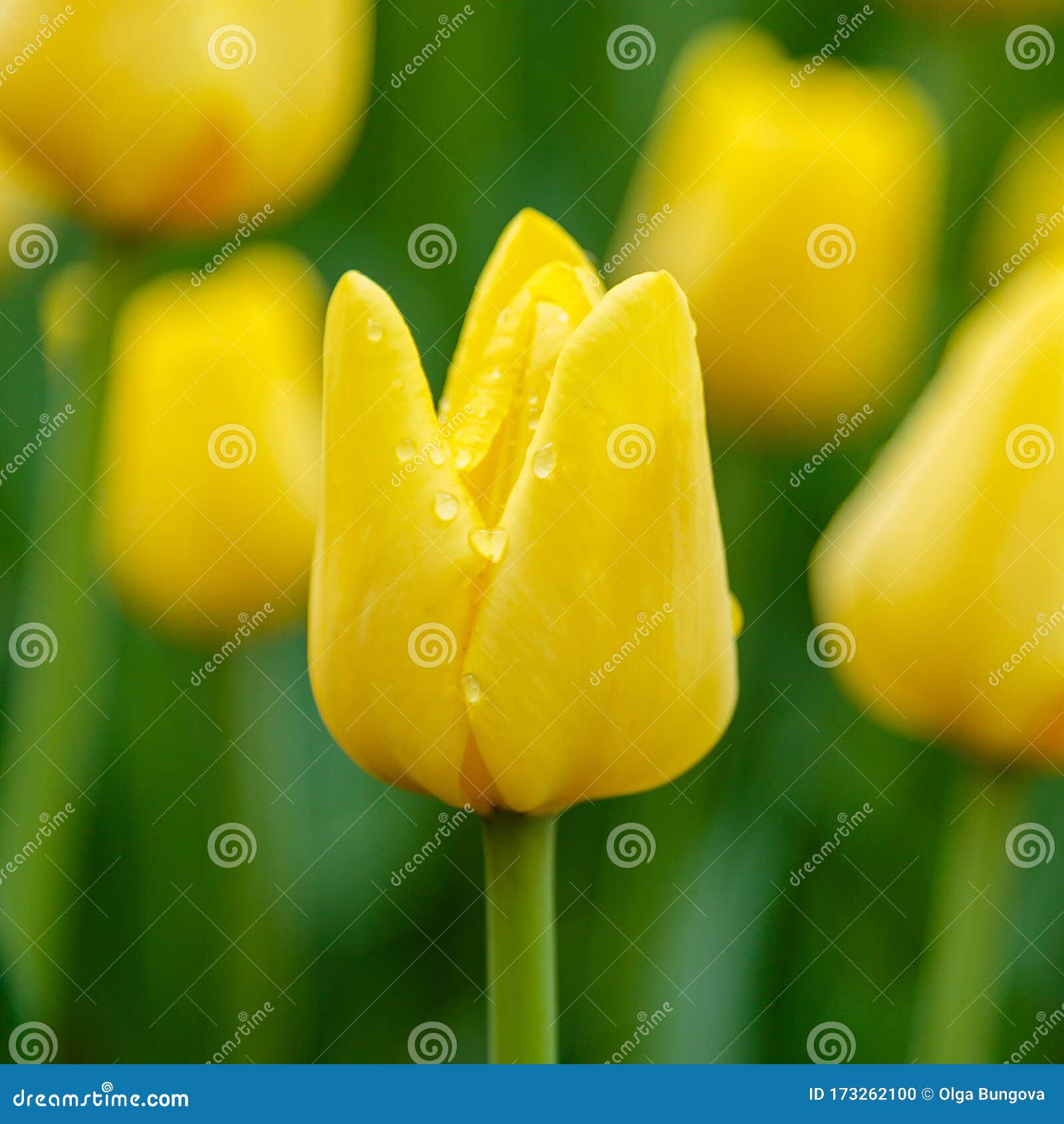 Flor Amarela Da Tulipa Em Fundo Natural Foto de Stock - Imagem de bandeira,  roxo: 173262100