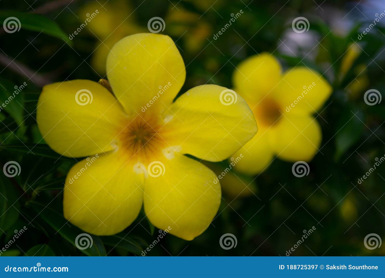 Flor Amarela De Alamanda Sob O Sol Mole Imagem de Stock - Imagem de flores,  fundo: 188725397