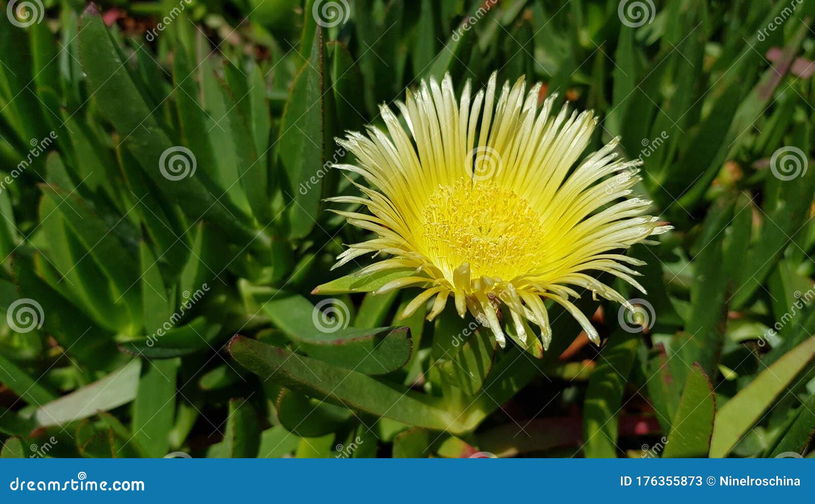 Flor Amarela De Planta Gelada Com Folhas Suculentas. Flor De Margarida  Amarela Em Cacto Verde No Deserto. Carpobrotus Edulis Imagem de Stock -  Imagem de flor, ninguém: 176355873