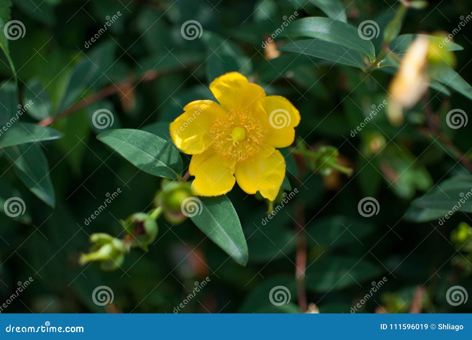 A Flor Amarela De Um Arbusto Do Jasmim Imagem de Stock - Imagem de naughty,  verde: 111596019