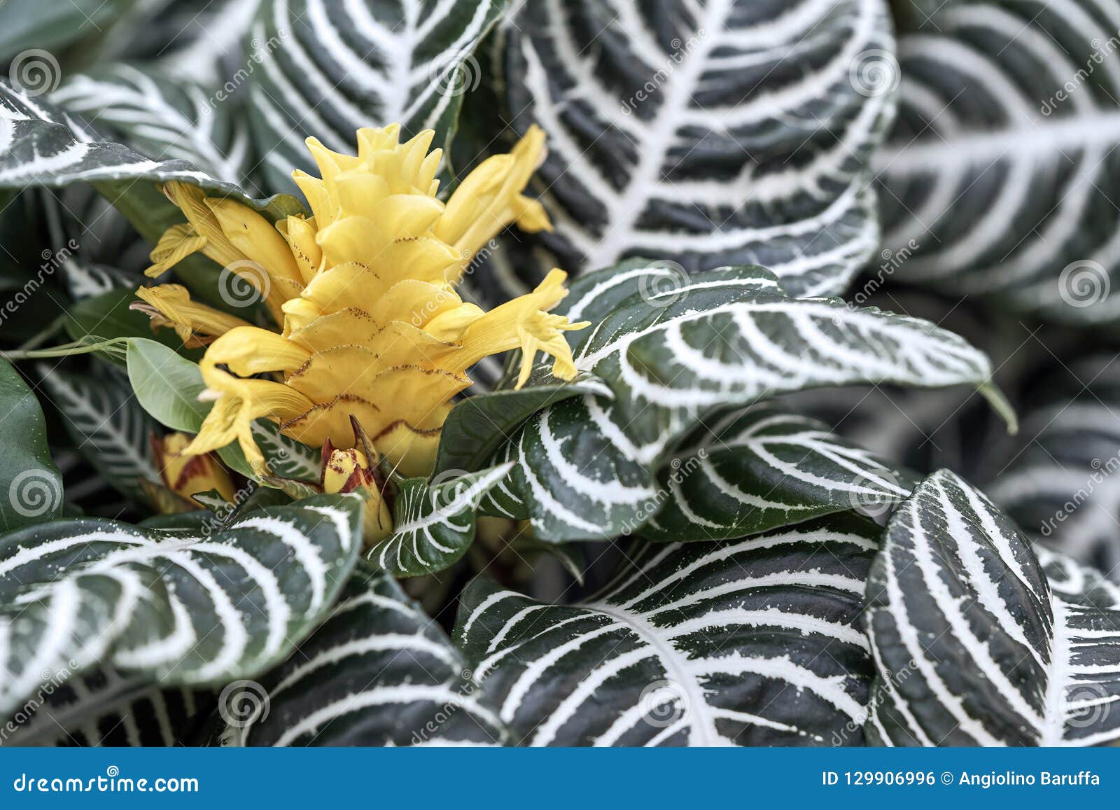 Flor Amarela De Uma Planta Do Aphelandra Foto de Stock - Imagem de naughty,  frescor: 129906996