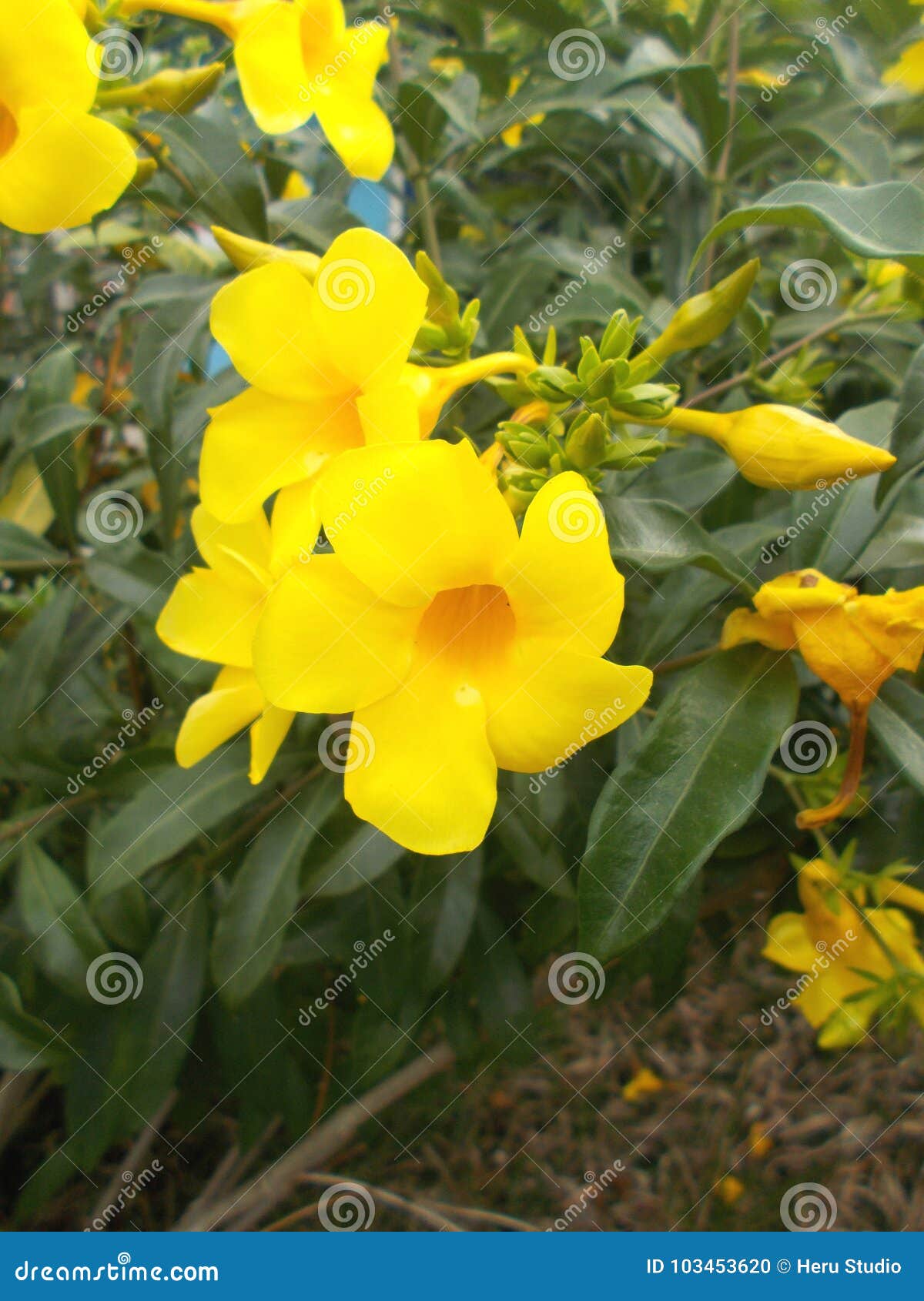 Flor Amarela Do Alamanda Que Pendura Na árvore No Jardim Foto de Stock -  Imagem de grupo, flores: 103453620