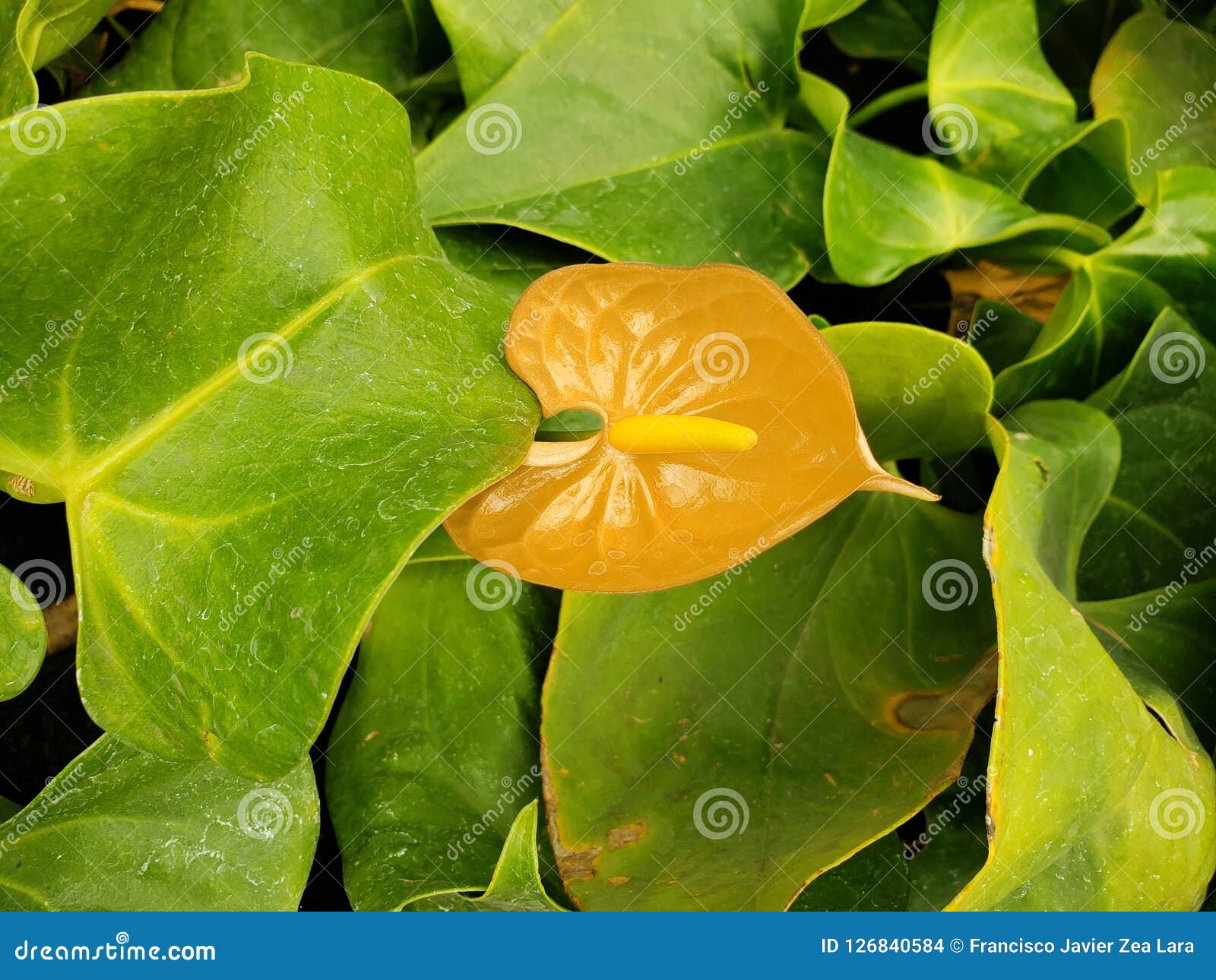 Flor Amarela Do Antúrio Em Um Jardim Foto de Stock - Imagem de nave,  amarelo: 126840584