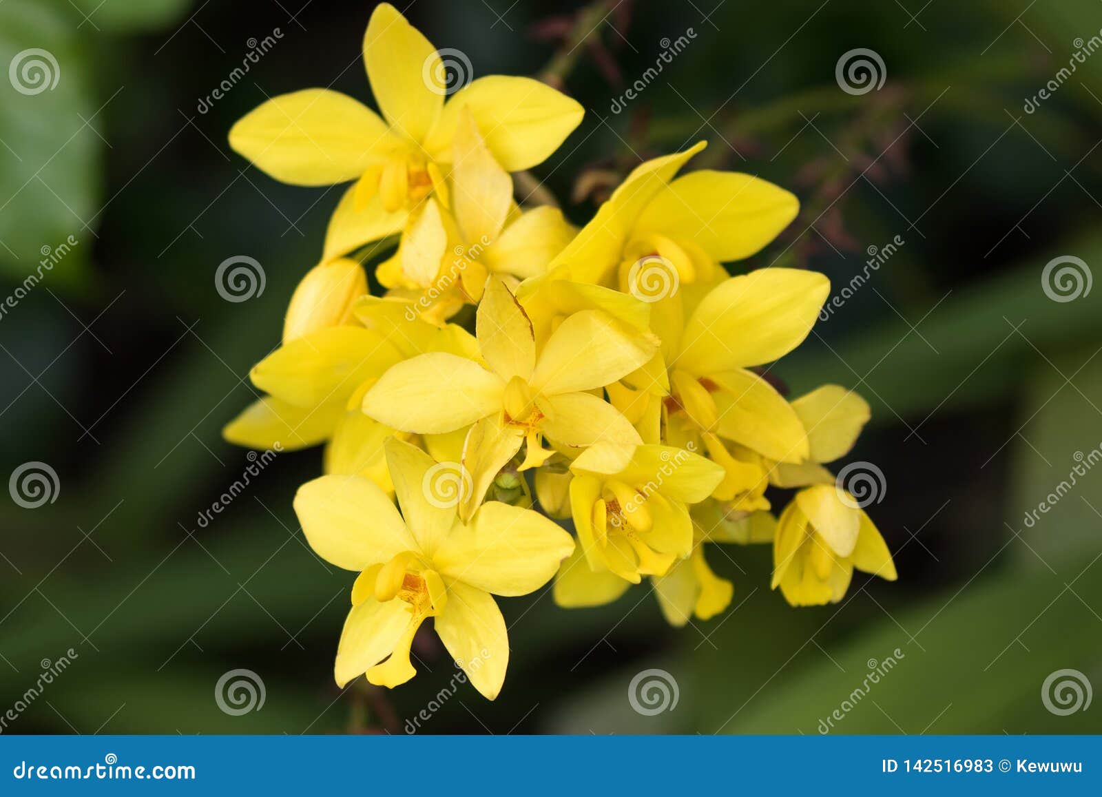 Flor Amarela Do Close Up Da Orquídea à Terra Amarela Que Cresce Em  Singapura Imagem de Stock - Imagem de macro, flora: 142516983