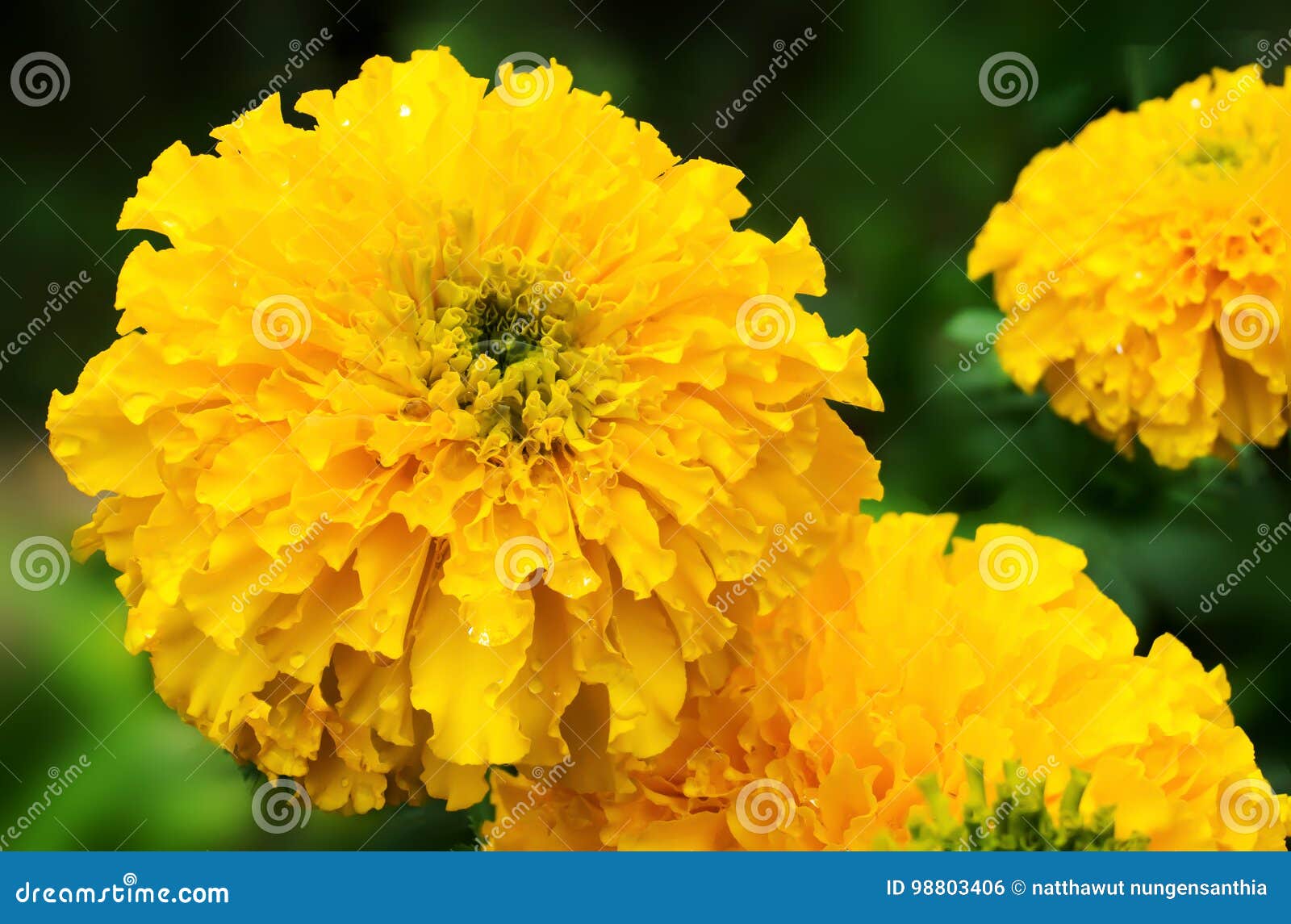 Flor Amarela Do Cravo-de-defunto (ereta De Tagetes, Cravo-de-defunto  Mexicano, Asteca Foto de Stock - Imagem de colorido, asteca: 98803406