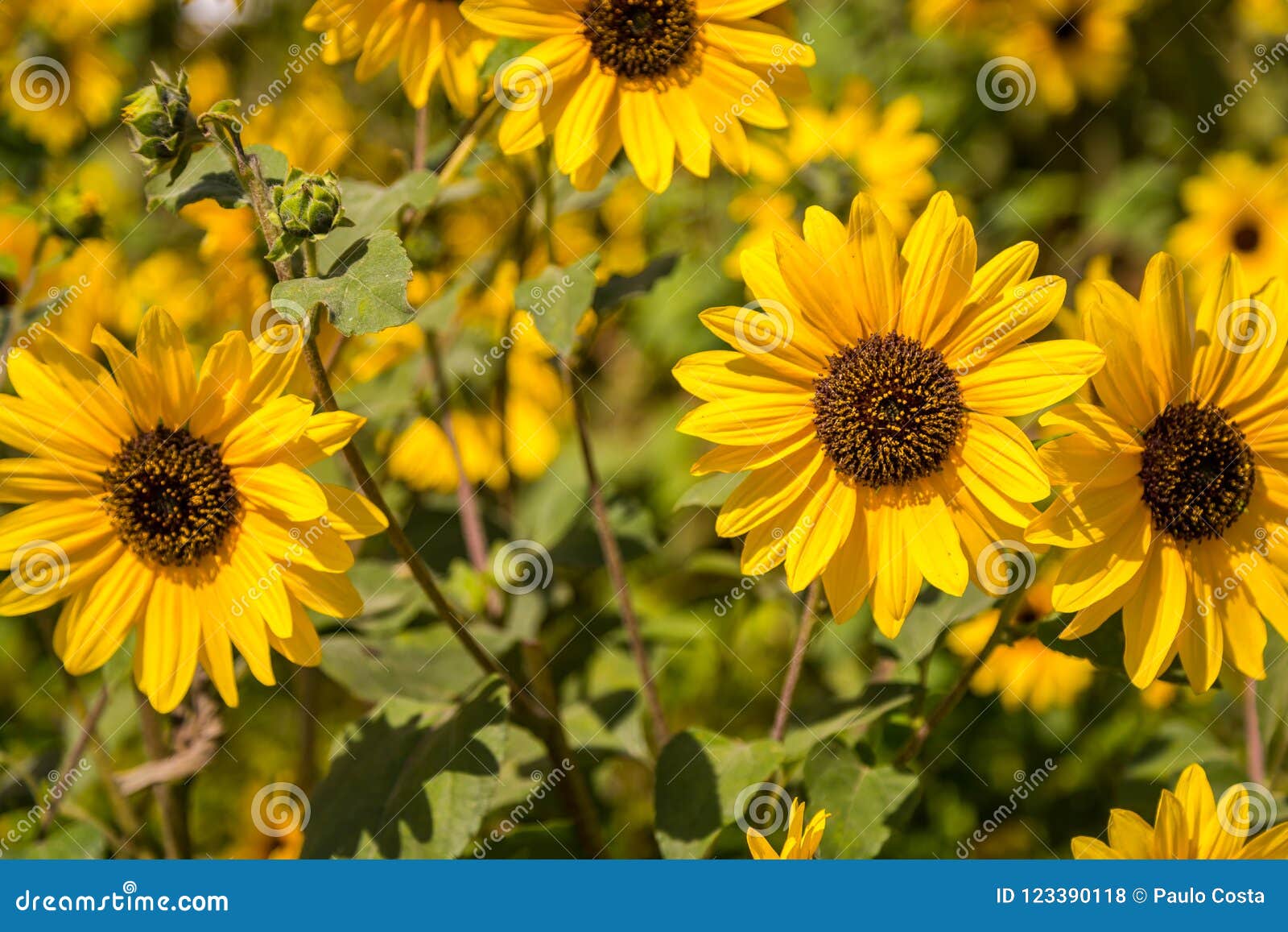 Flor Amarela Do Cravo-de-defunto/margarida Em Um Jardim Foto de Stock -  Imagem de mola, profundidade: 123390118