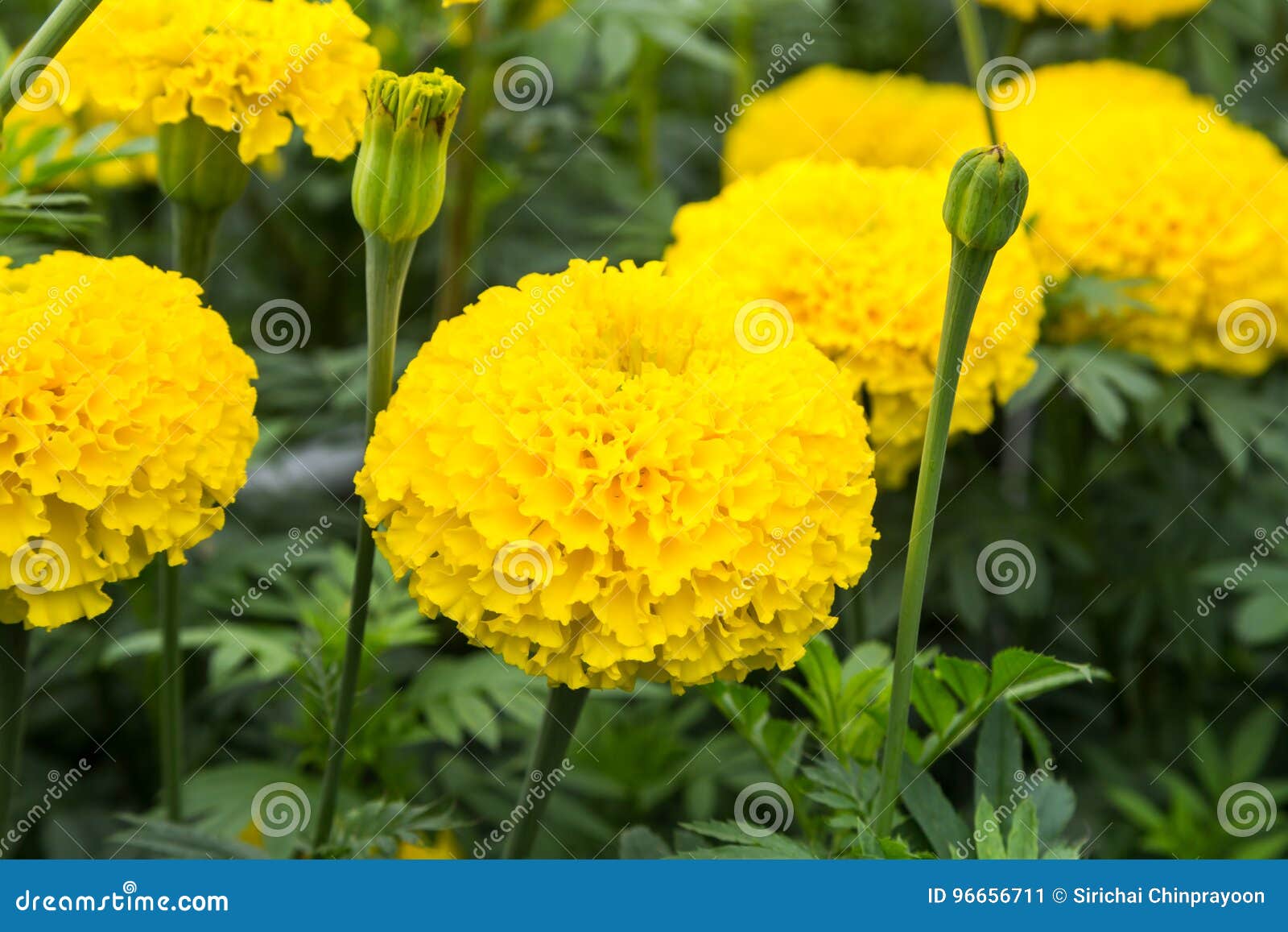 Flor Amarela Do Cravo-de-defunto No Campo Imagem de Stock - Imagem de  verde, amarelo: 96656711