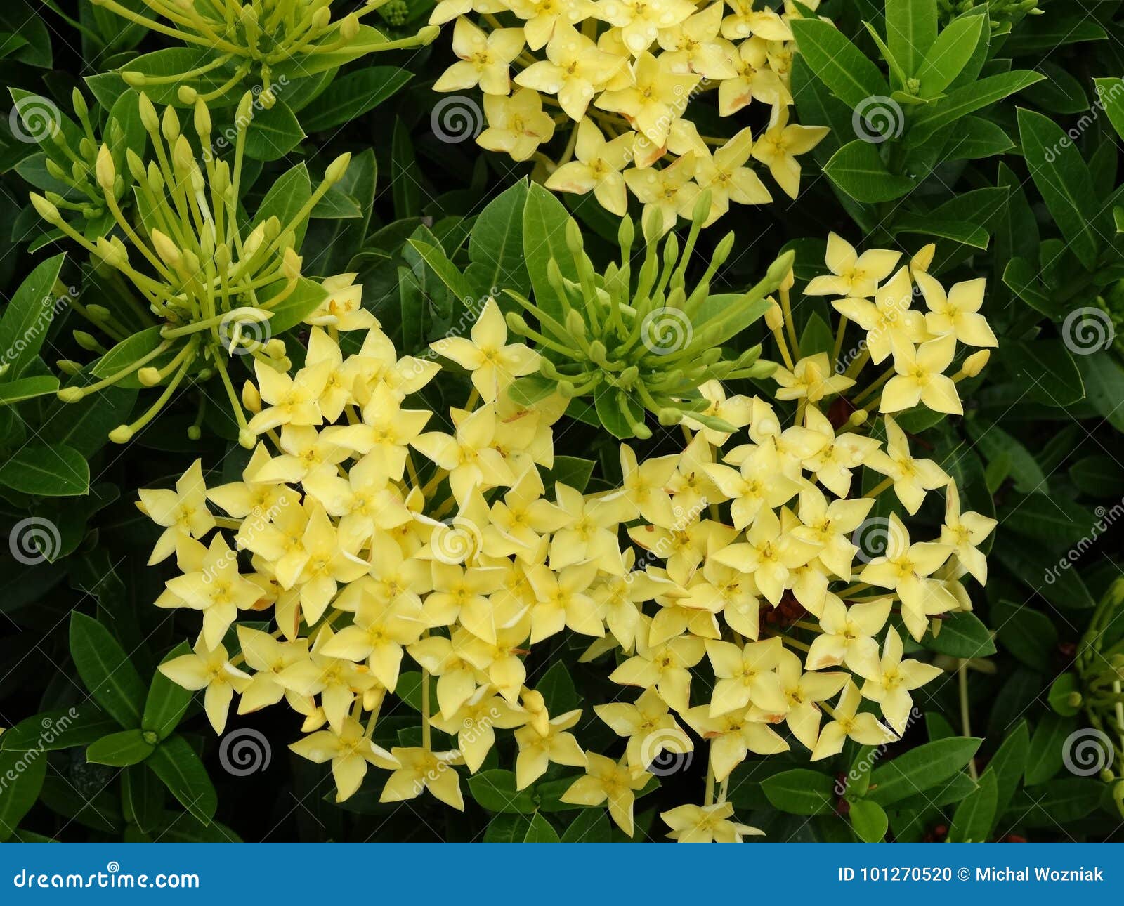 Flor Amarela Do Ixora - Planta Populardecorative De 3Sudeste Asiático Foto  de Stock - Imagem de fresco, brilhante: 101270520