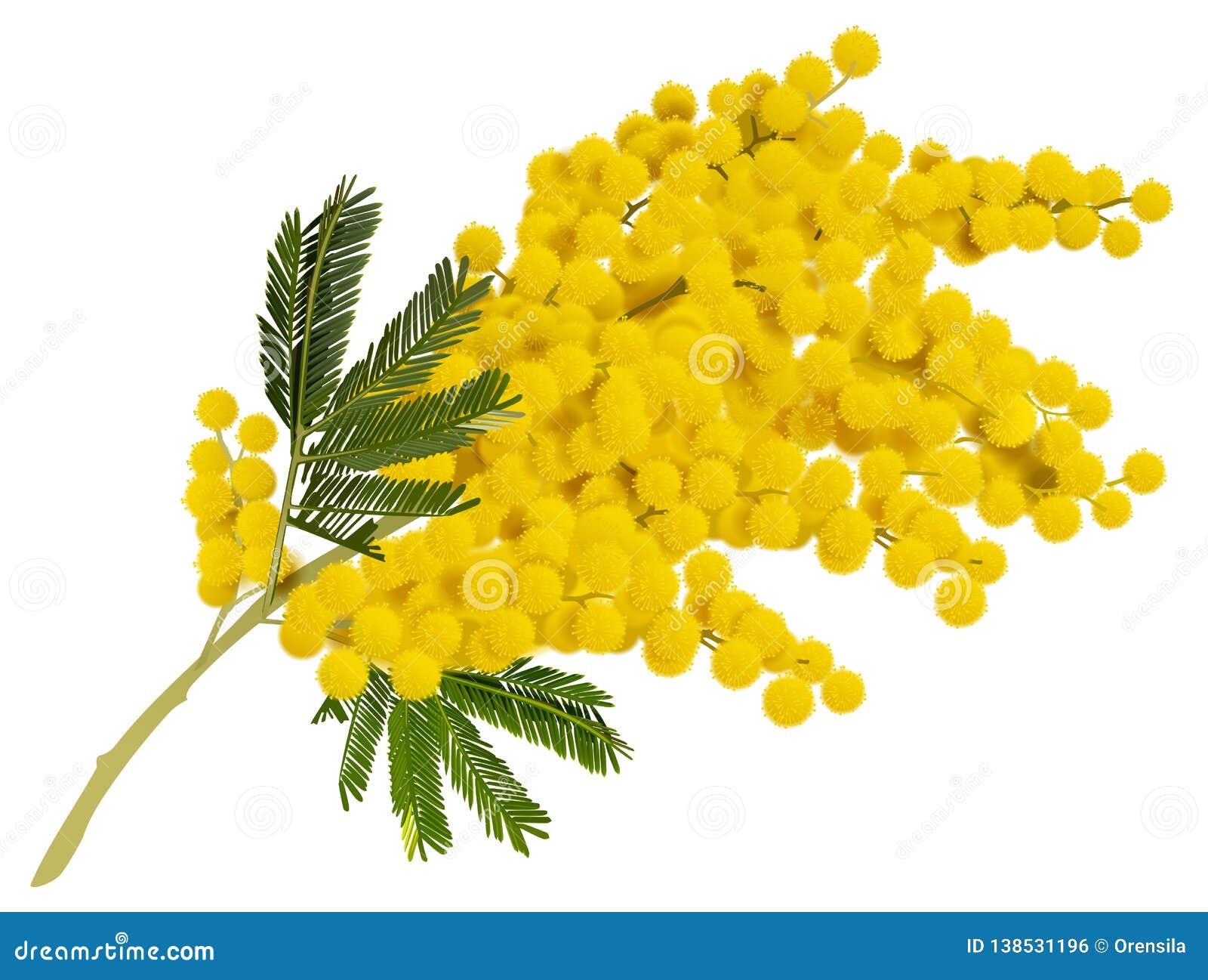 Flor Amarela Do Ramo Da Mimosa Símbolo Da Acácia Do Amor Em Itália  Ilustração do Vetor - Ilustração de floral, filial: 138531196