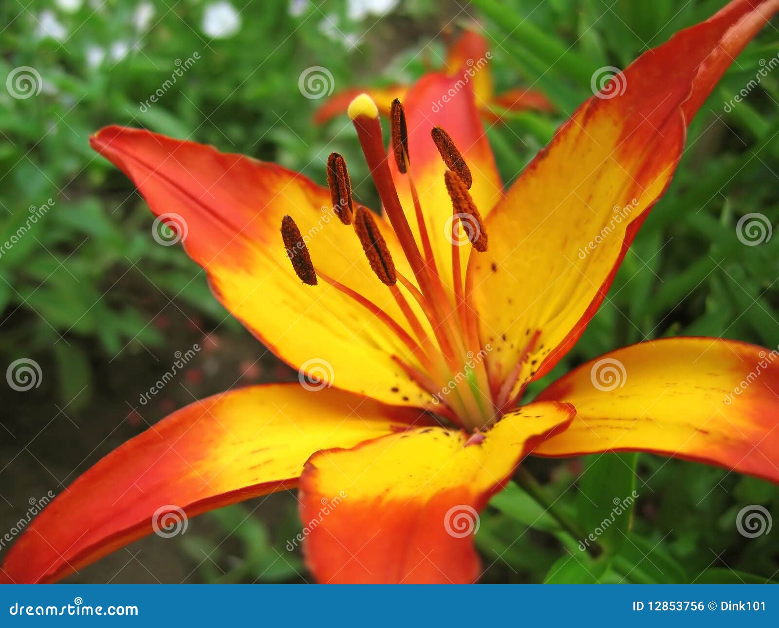 Flor Amarela E Vermelha Do Lírio Foto de Stock - Imagem de presente,  colorido: 12853756