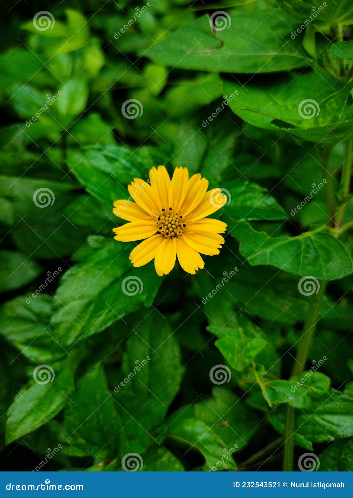 Flor Amarela Esphagneticola Trilobata. Eu Tiro a Foto Em Batam 19 De Outubro  De 2021 Imagem de Stock - Imagem de outubro, tomada: 232543521