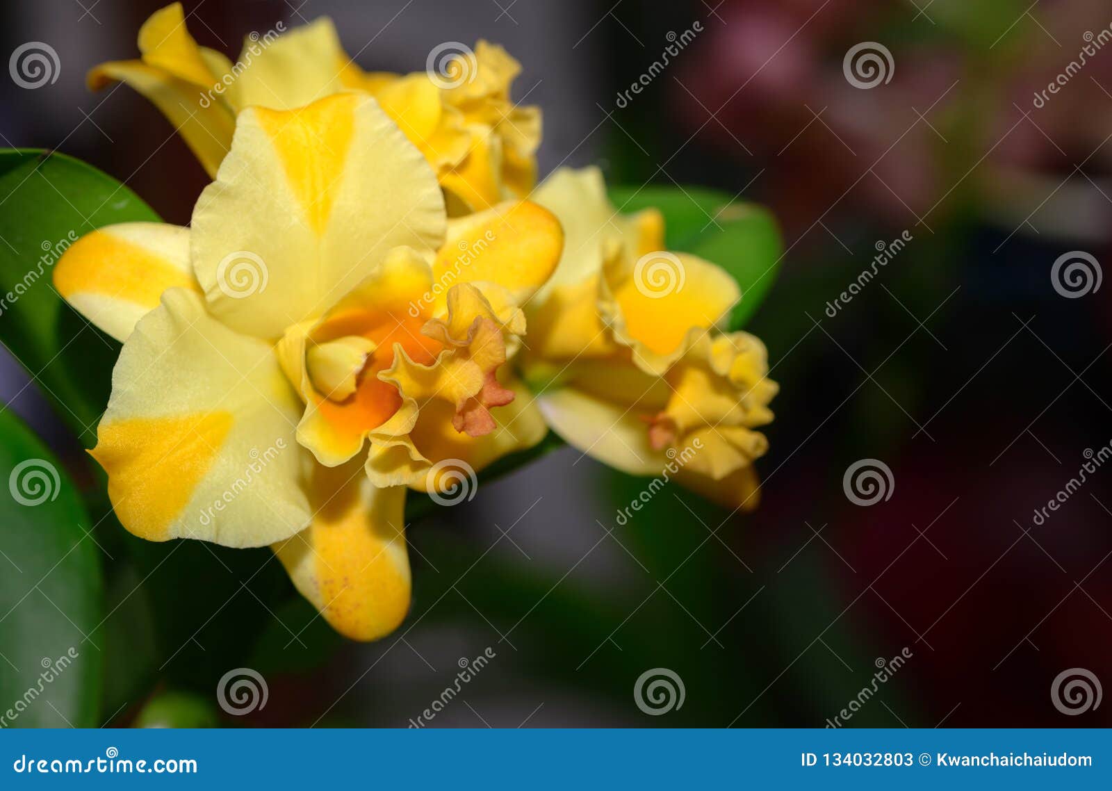 Flor Amarela Híbrida Da Orquídea De Cattleya No Jardim Imagem de Stock -  Imagem de beleza, roxo: 134032803