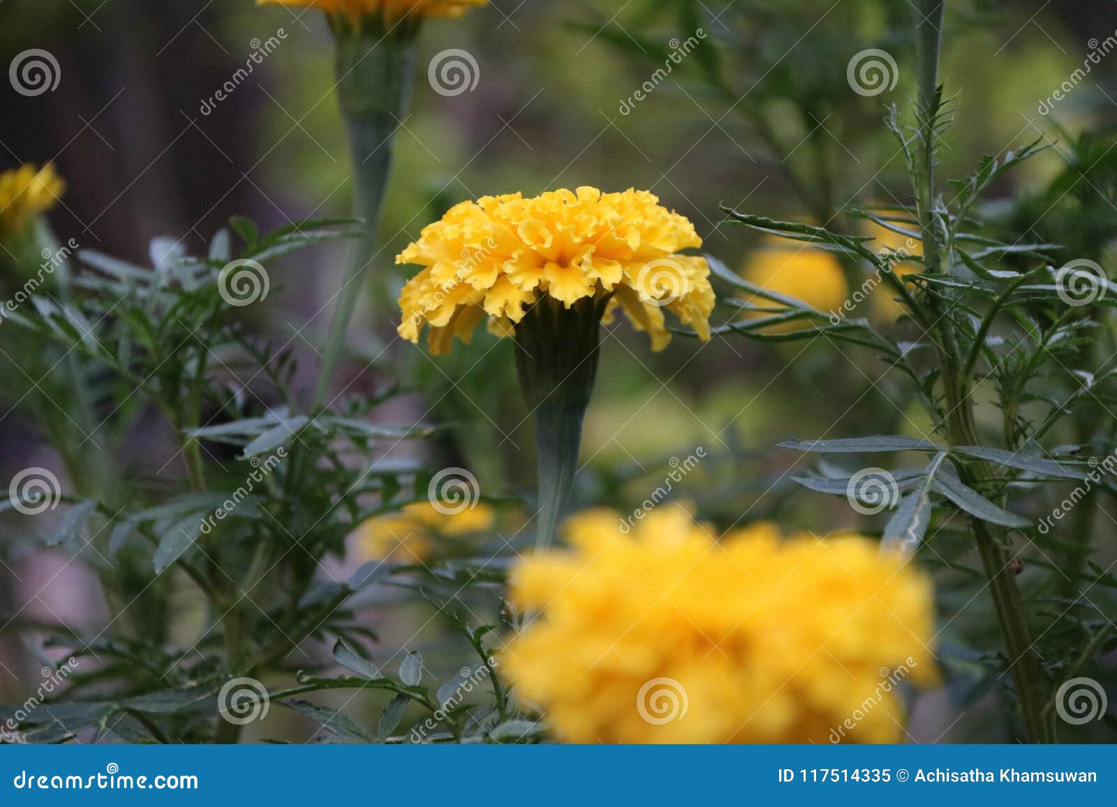 Flor Amarela Na árvore Verde, Do Cravo-de-defunto é Uma Planta Da Família Da  Margarida Imagem de Stock - Imagem de jardim, flora: 117514335