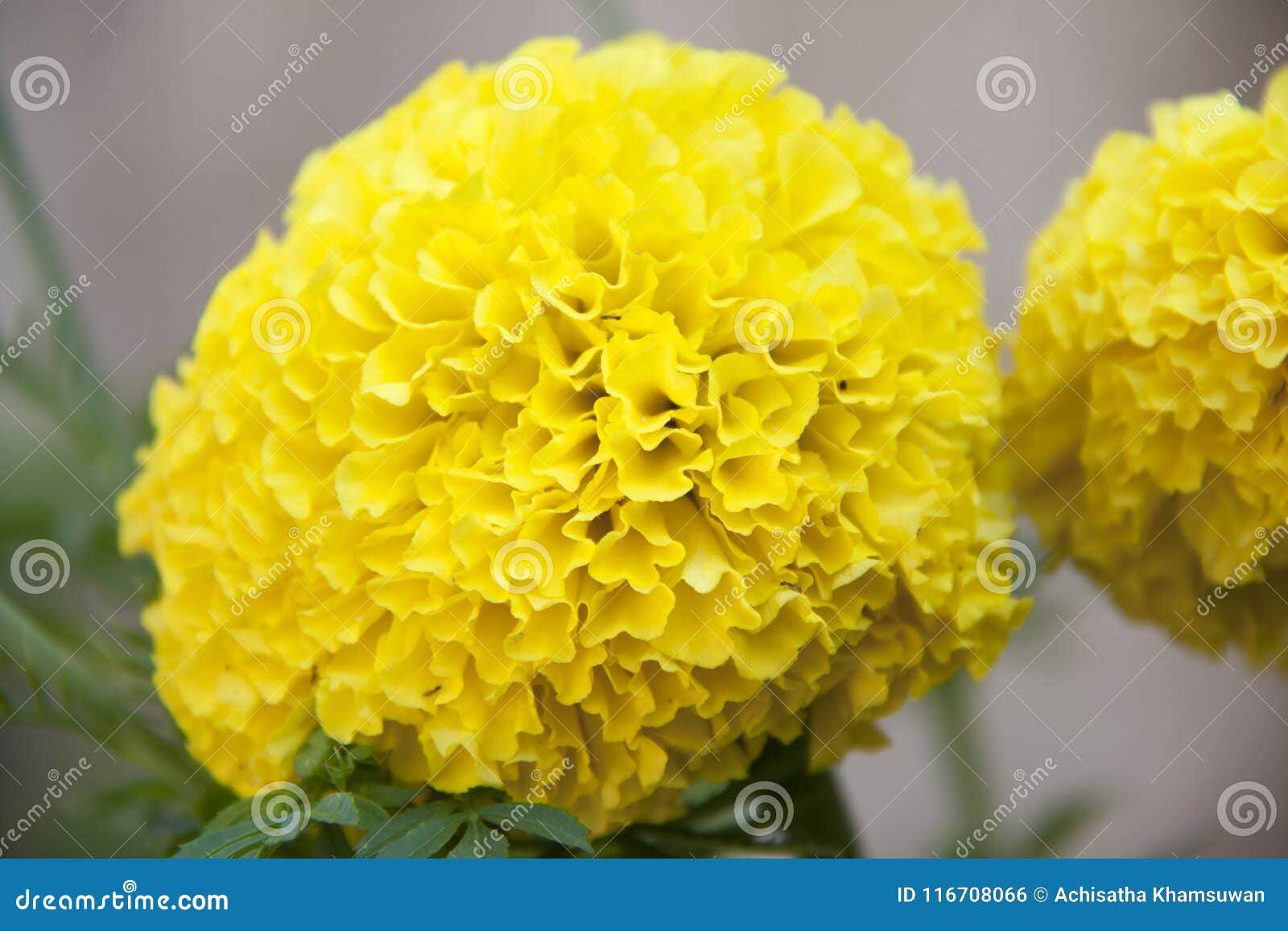 Flor Amarela Na árvore Verde, Do Cravo-de-defunto é Uma Planta Da Família  Da Margarida, Tipicamente Com O Amarelo, Alaranjado Foto de Stock - Imagem  de margarida, flores: 116708066