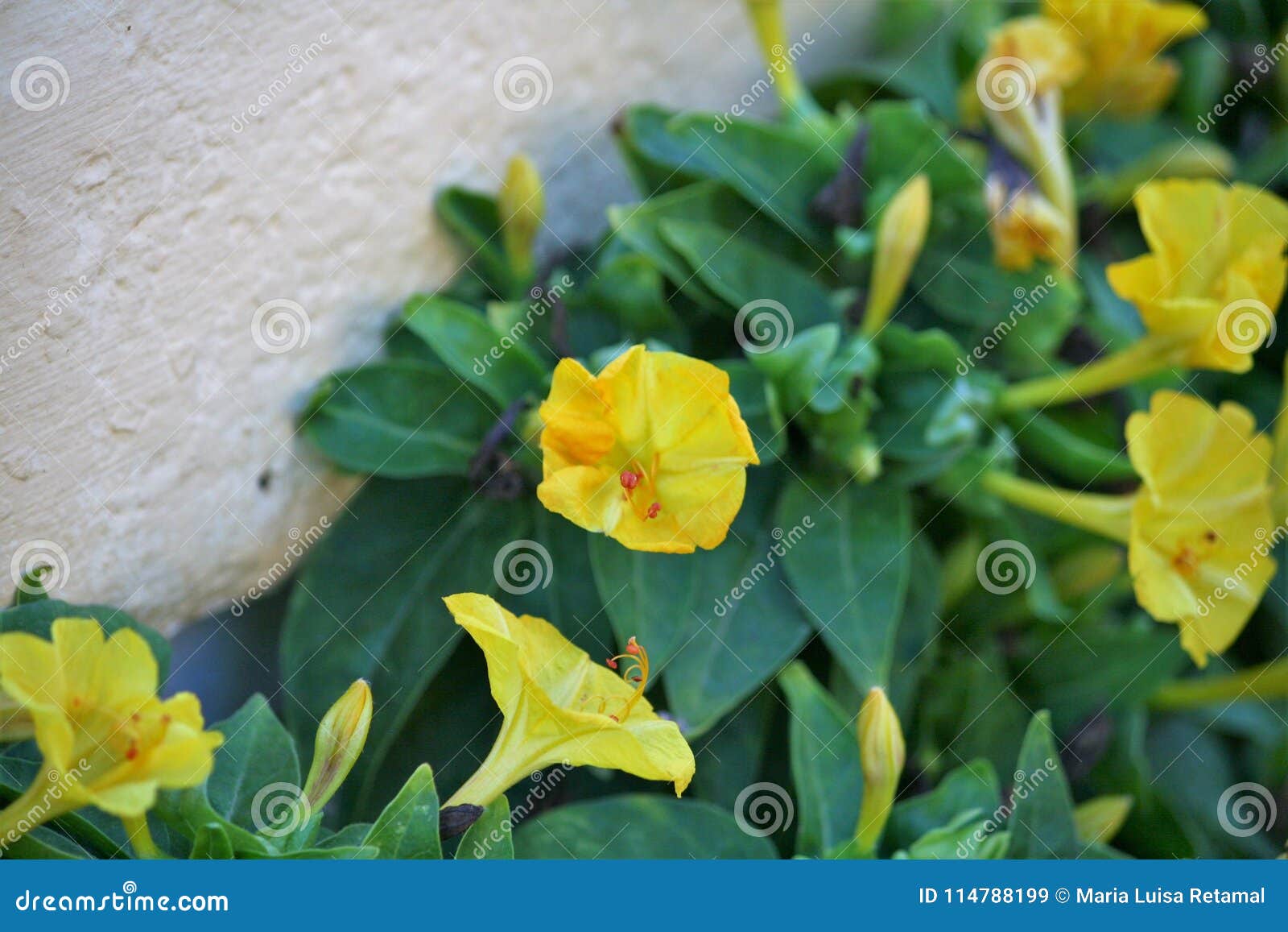 Flor Amarela Na Planta Verde Imagem de Stock - Imagem de borda, porta:  114788199