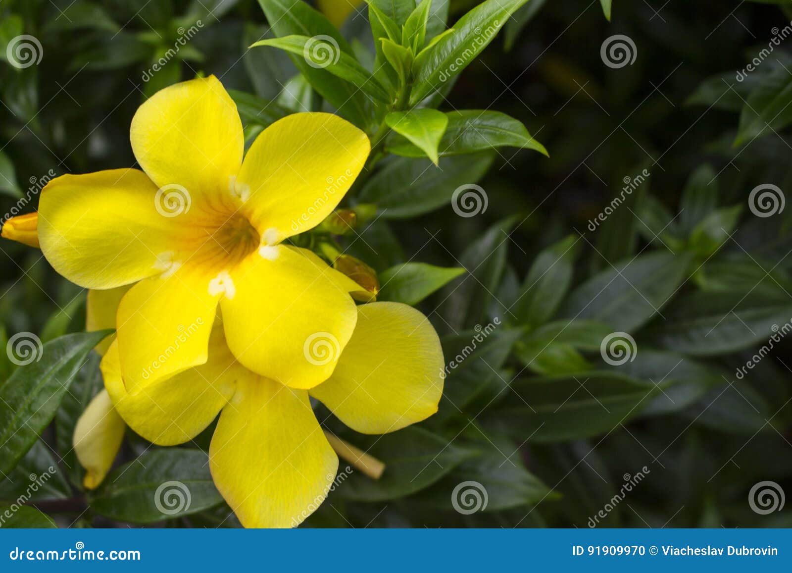 Flor Amarela No Arbusto Verde Flor Tropical Do Verão Foto de Stock - Imagem  de nave, fundo: 91909970