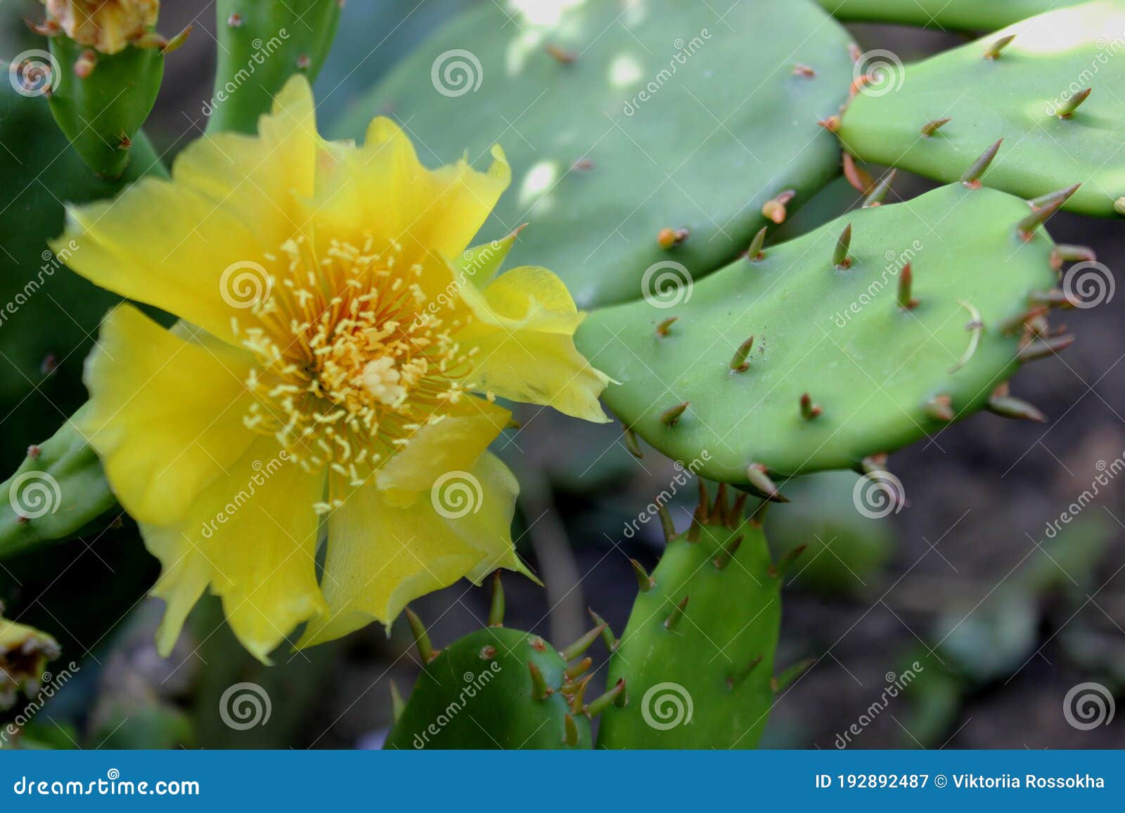 Flor Amarela Numa Planta De Cacto Imagem de Stock - Imagem de jardinar,  terra: 192892487