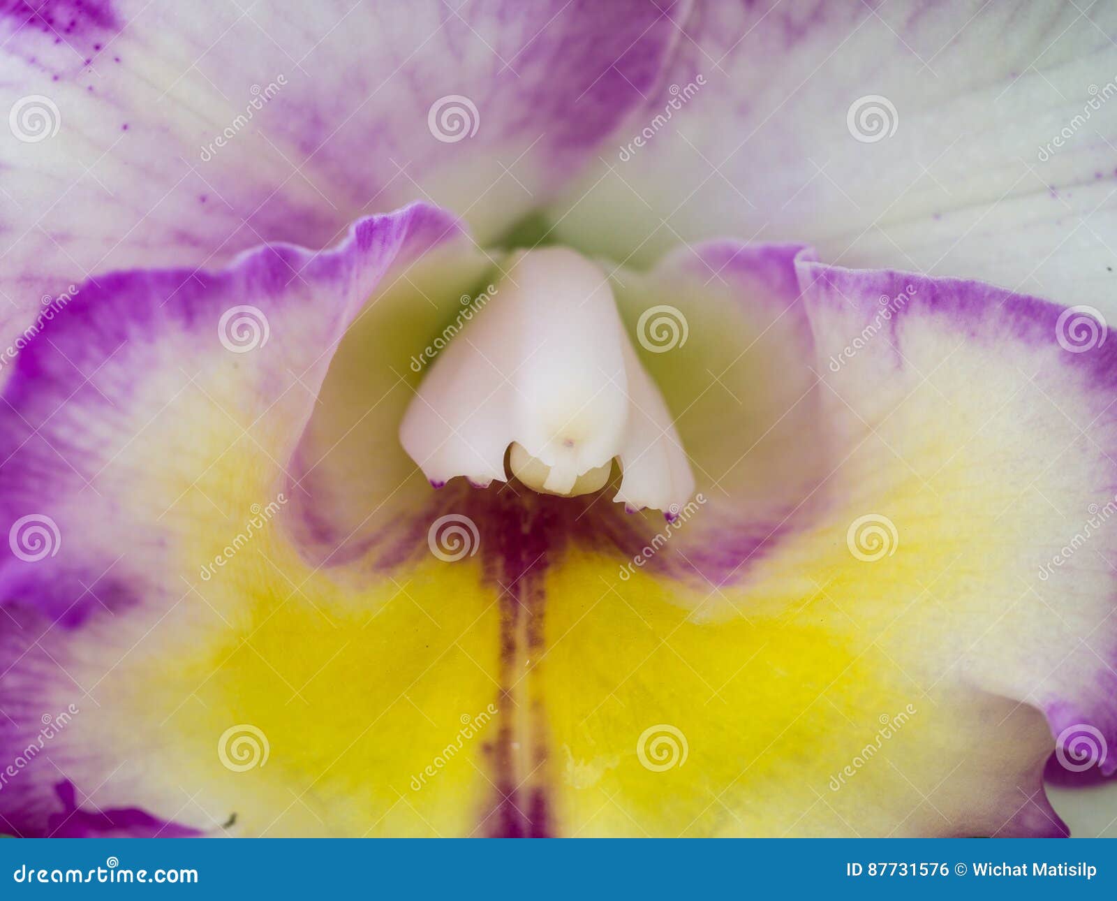 Flor Amarela Roxa Branca De Cattleya Foto de Stock - Imagem de fundo,  brilhante: 87731576