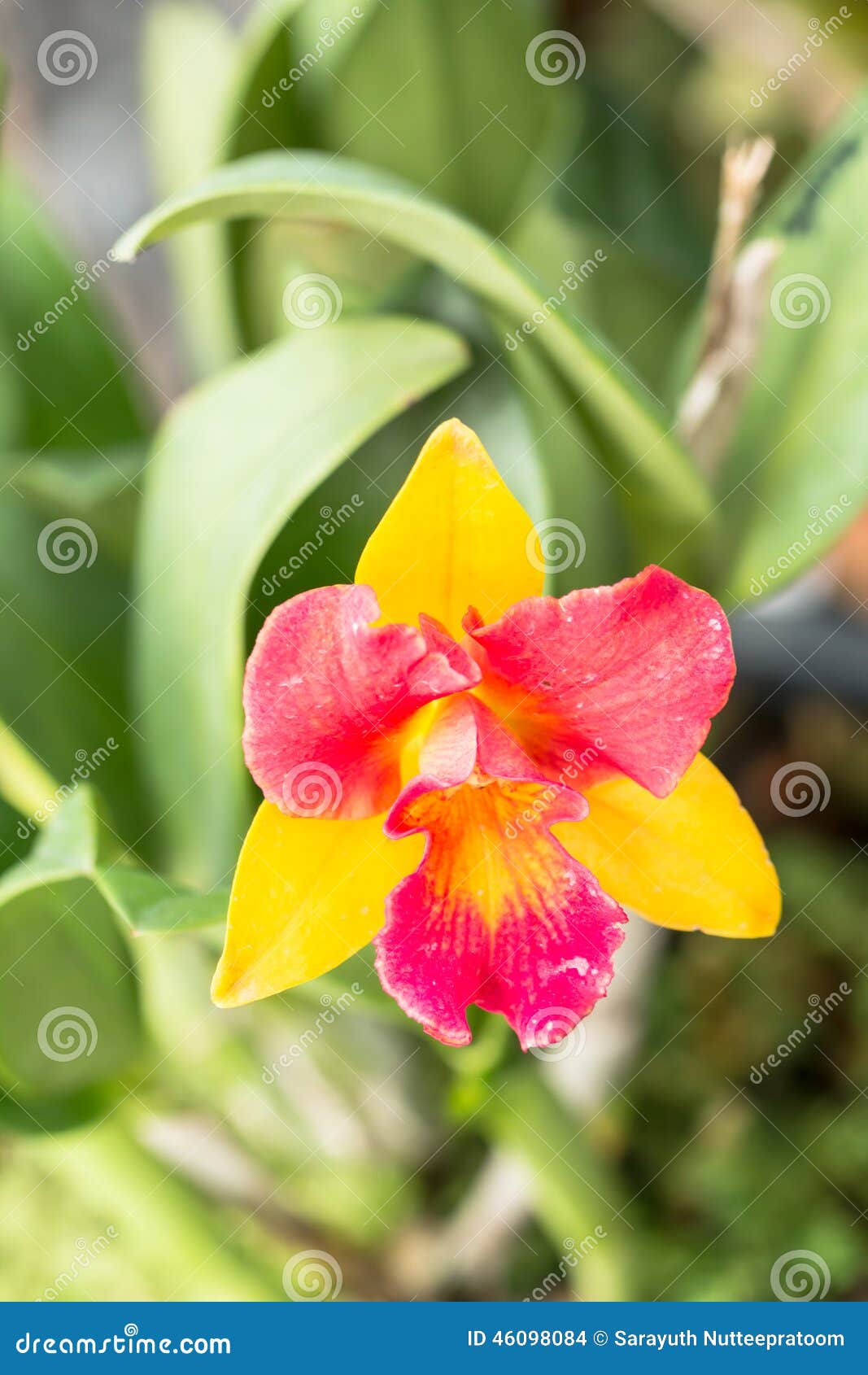 Flor Amarela Vermelha Da Orquídea De Cattleya Foto de Stock - Imagem de  planta, flor: 46098084