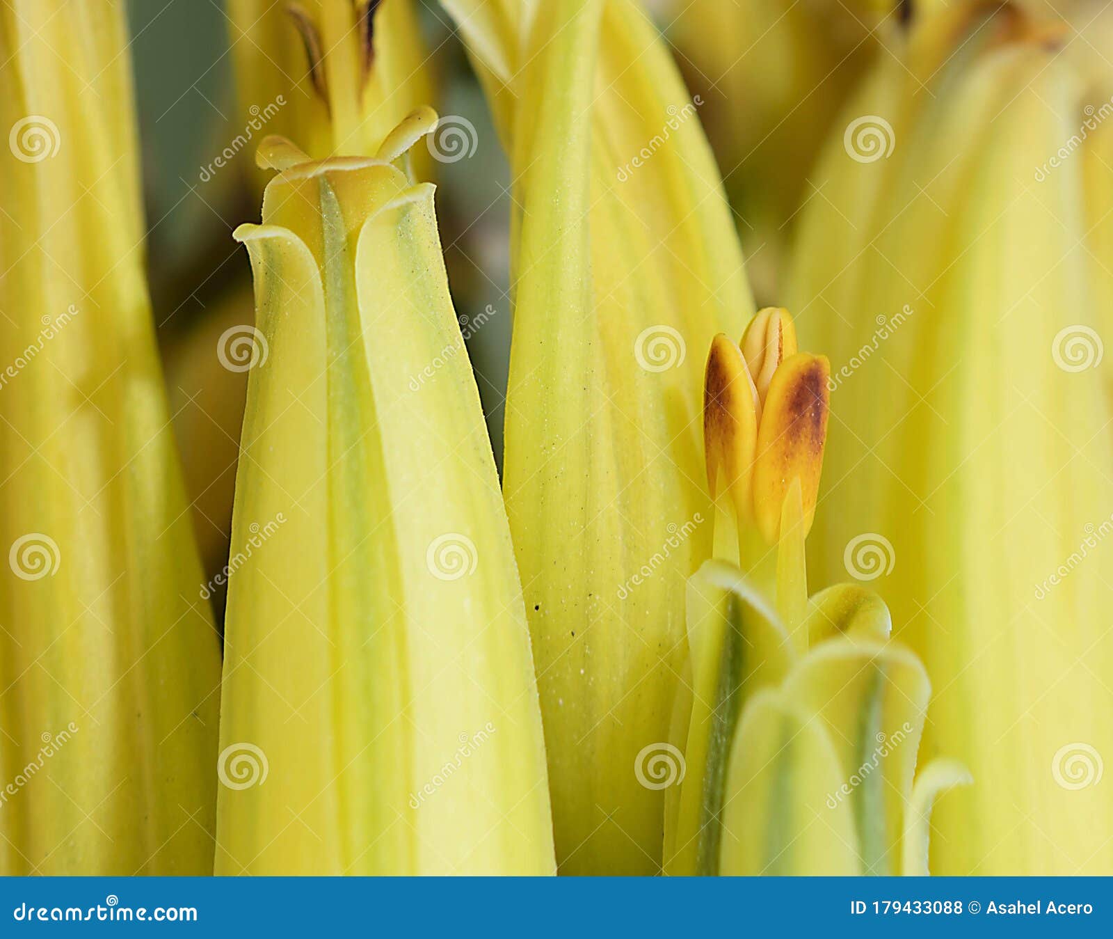 Flor Amarilla Aloe Vera Estambre Stock Photo - Image of flor, vera ...
