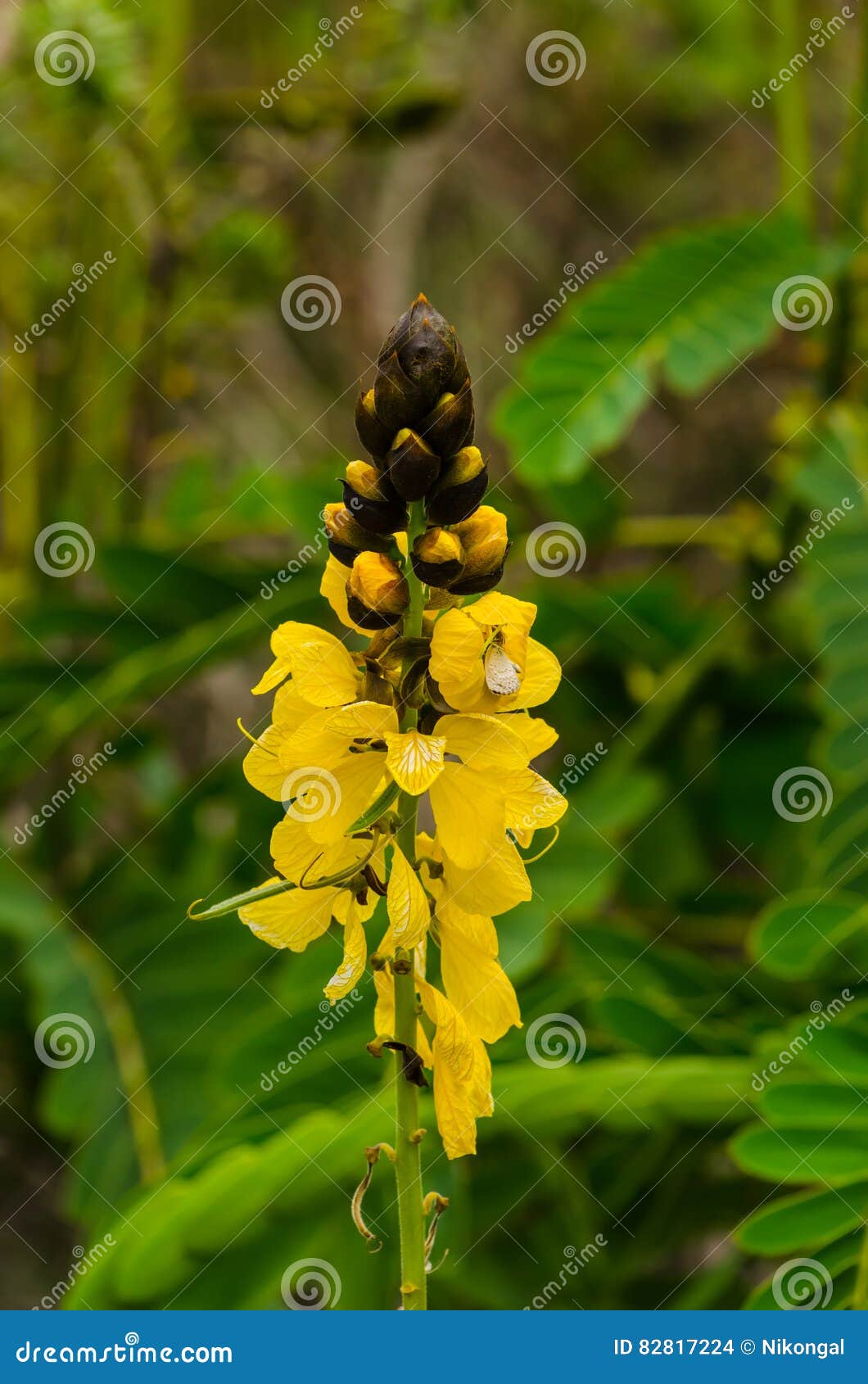 Flor amarilla alta foto de archivo. Imagen de cubo, flores - 82817224, image size:1060x1690