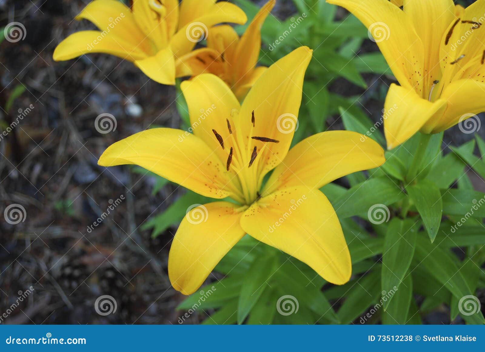 Flor Amarilla Asiática Del Lilium Foto de archivo - Imagen de primer,  verano: 73512238