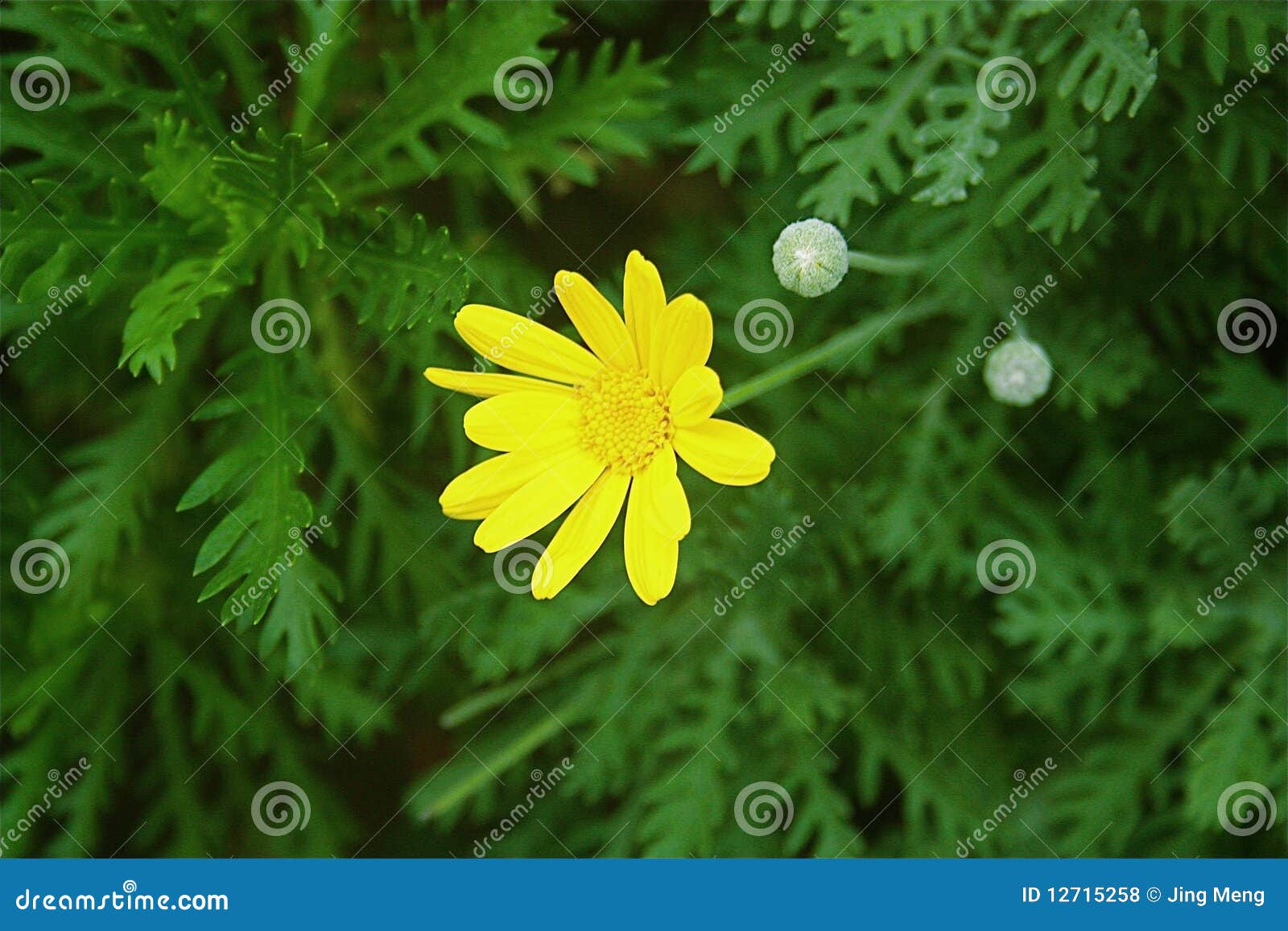 Flor amarilla china foto de archivo. Imagen de campos - 12715258 Flor amarilla china foto de archivo. Imagen de campos - 12715258