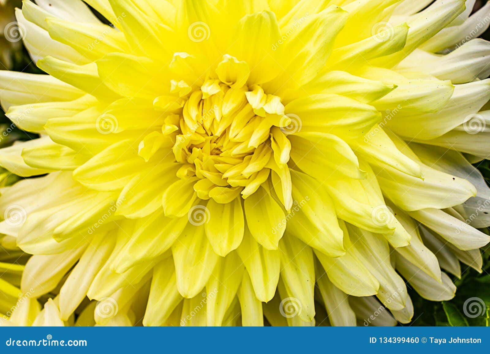 Flor Amarilla Con Muchos Pétalos Foto de archivo - Imagen de dalia,  crecimiento: 134399460, image size:1600x1157
